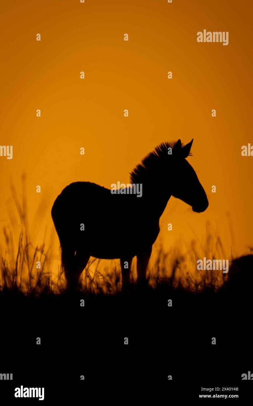 Plains Zebra (Equus quagga) steht bei Sonnenaufgang am Horizont im Serengeti Nationalpark, Tansania Stockfoto