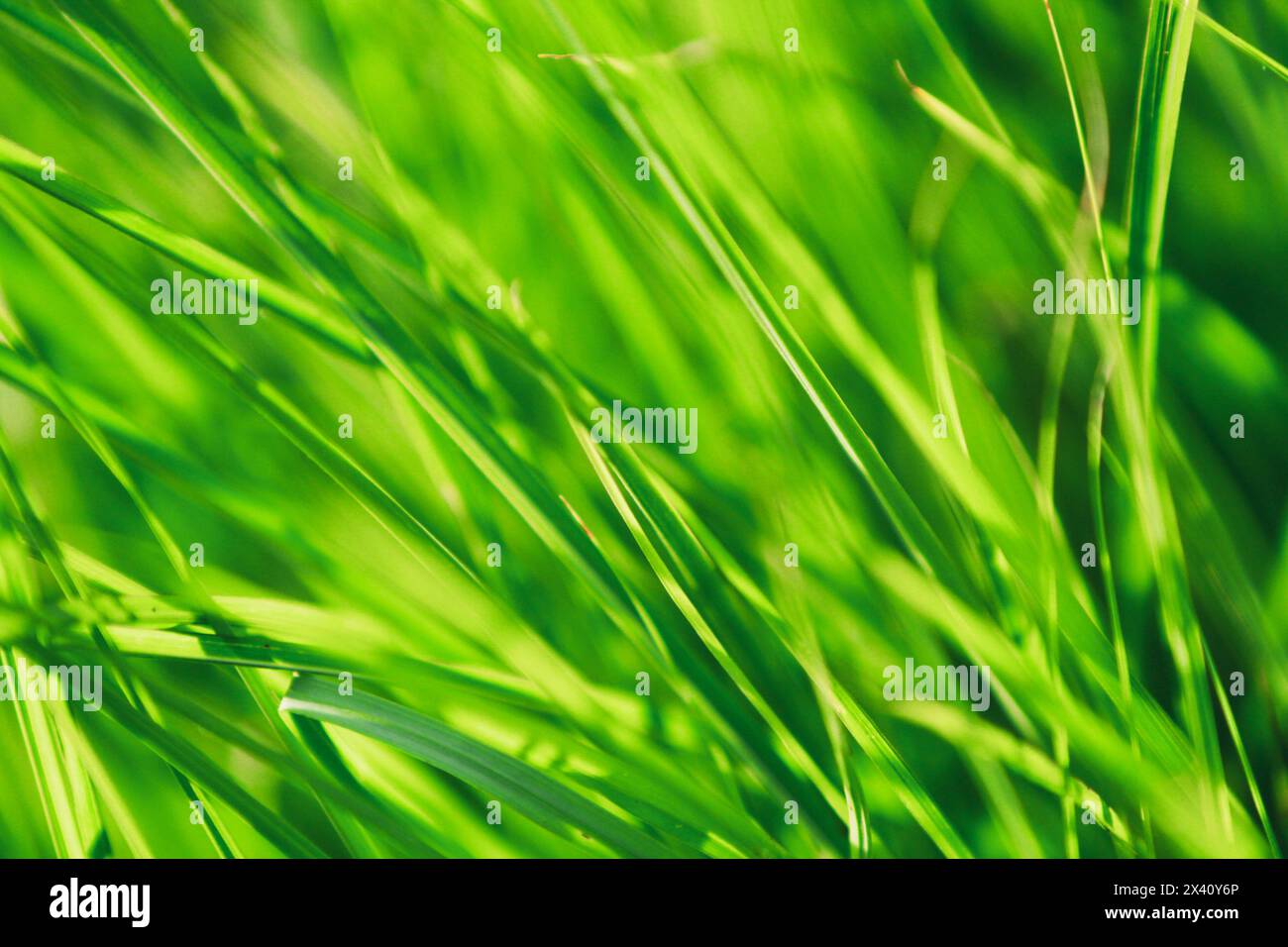 Nahaufnahme des grünen Grases Stockfoto