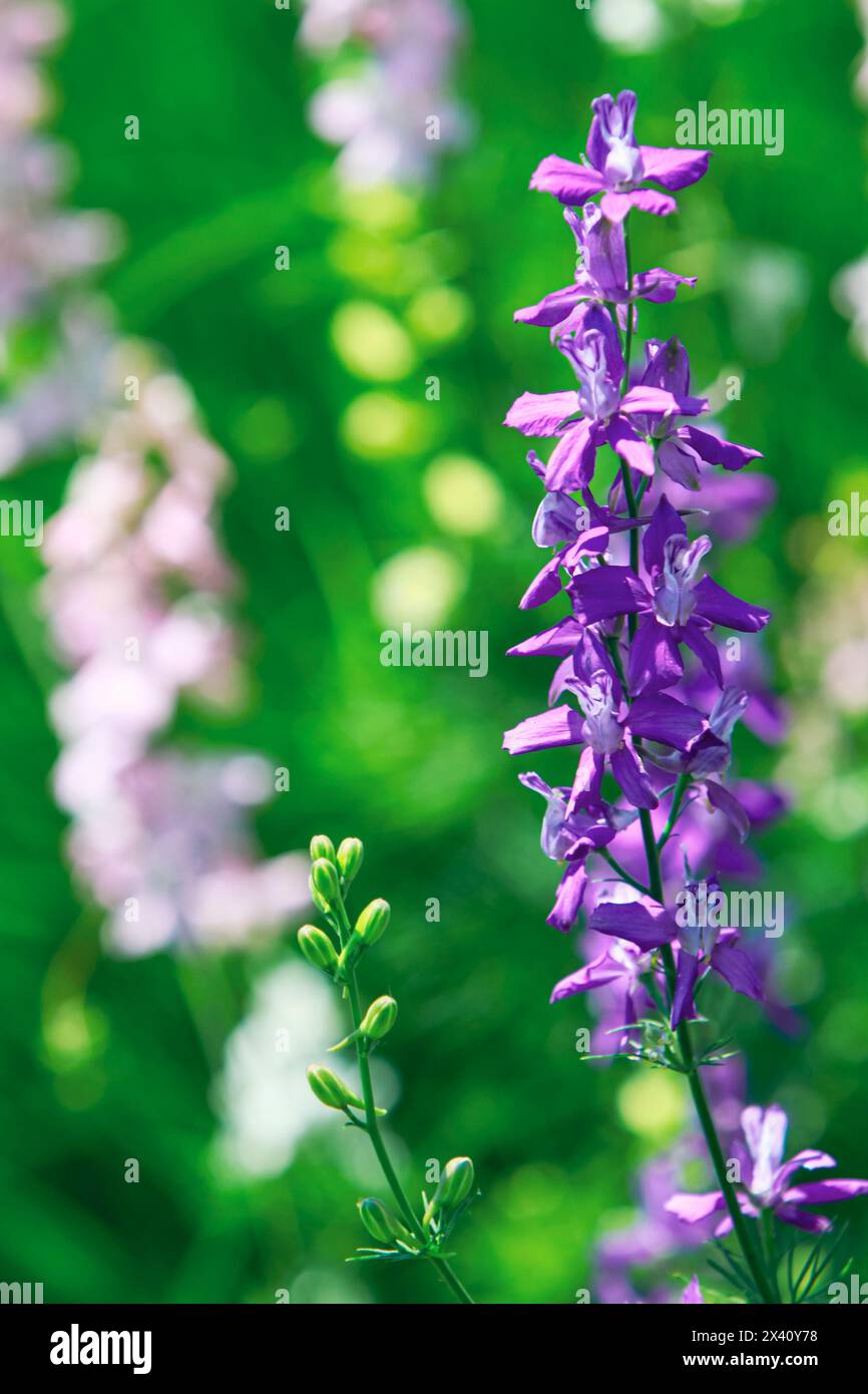 Blühende Consolida ajacis Blumen im Garten Stockfoto