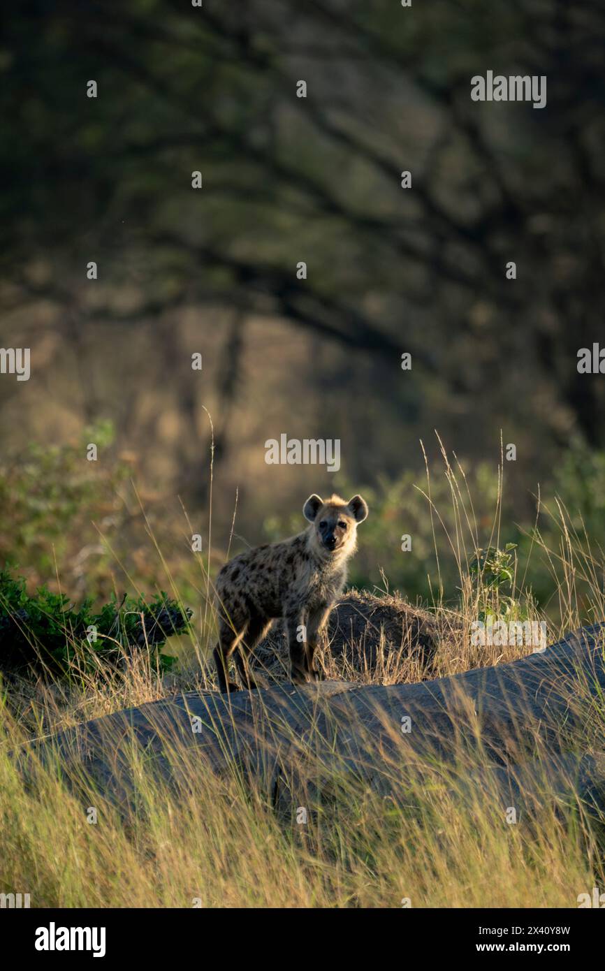 Die gefleckte Hyäne (Crocuta crocuta) steht auf Kopje und beobachtet die Kamera im Serengeti-Nationalpark, Tansania Stockfoto