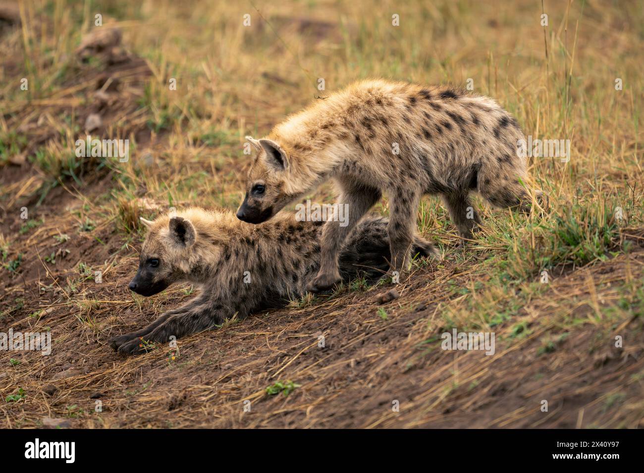 Die Fleckhyäne (Crocuta crocuta) liegt am Ufer mit einer anderen im Serengeti-Nationalpark, Tansania Stockfoto
