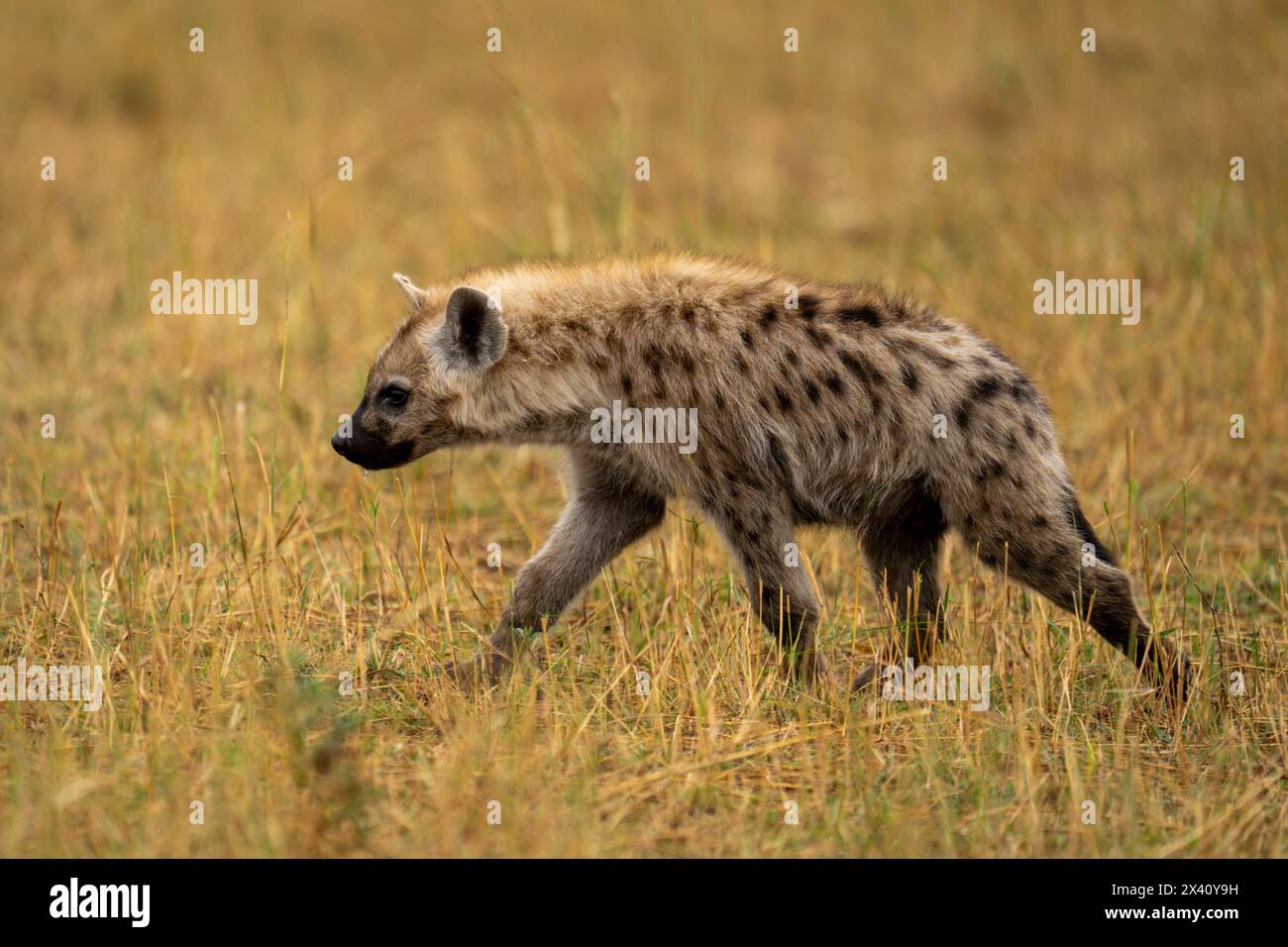 Gefleckte Hyäne (Crocuta crocuta) spaziert bei Sonnenschein durch die Savanne im Serengeti-Nationalpark, Tansania Stockfoto