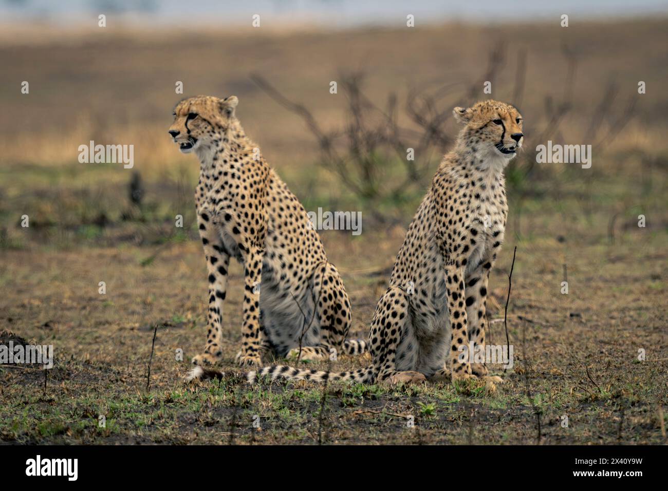 Zwei Geparden (Acinonyx jubatus) sitzen gegenüber dem Serengeti-Nationalpark, Tansania Stockfoto