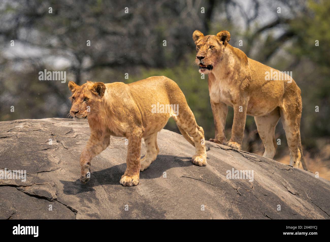Zwei Löwen (Panthera leo) stehen auf Felsen neben Bäumen im Serengeti-Nationalpark, Tansania Stockfoto