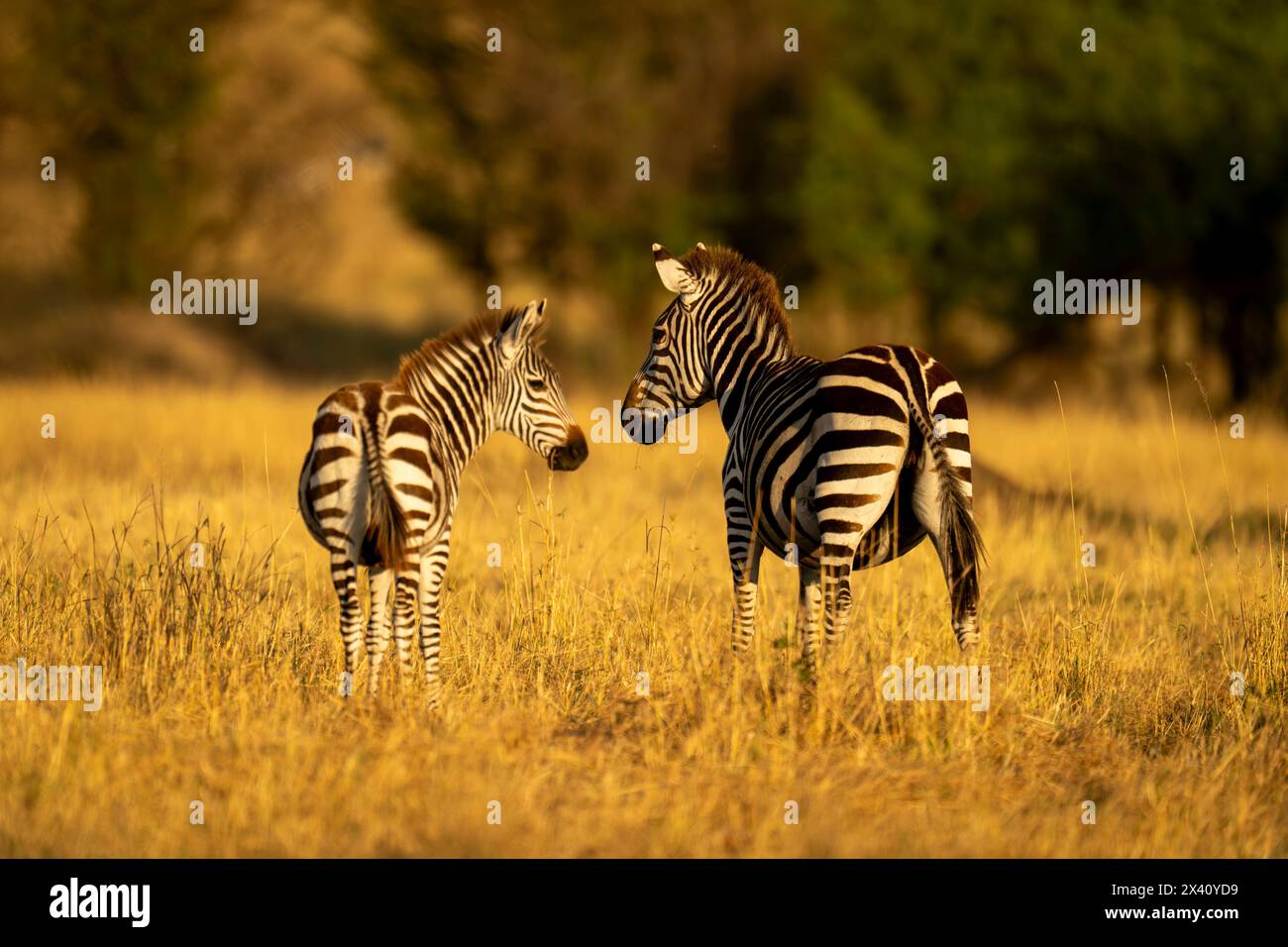 Im Serengeti-Nationalpark, Tansania, drehen sich zwei Ebenen-Zebras (Equus quagga) in Richtung Kamera Stockfoto