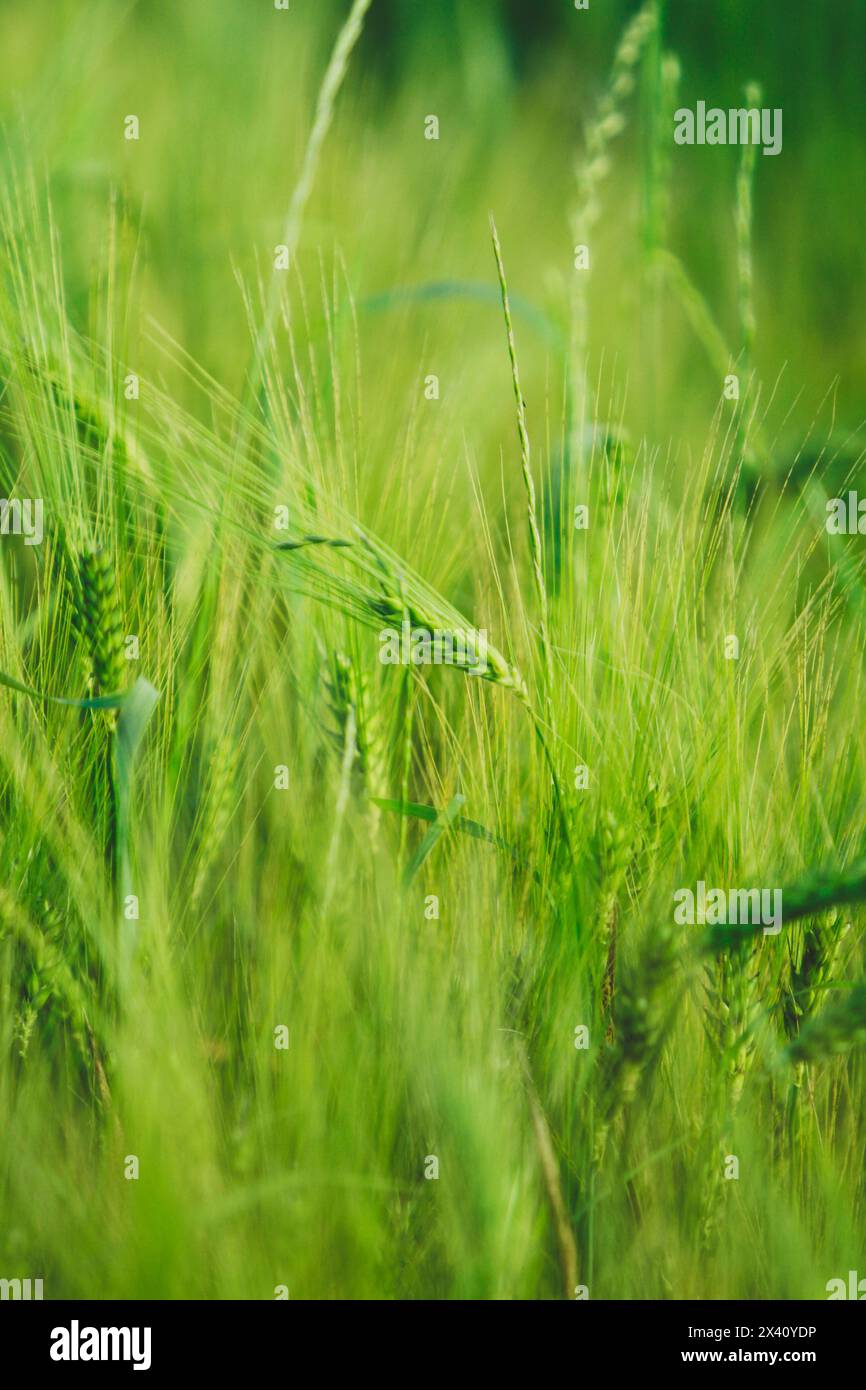 Grüne Ohren von Gerste auf einem Feld Stockfoto