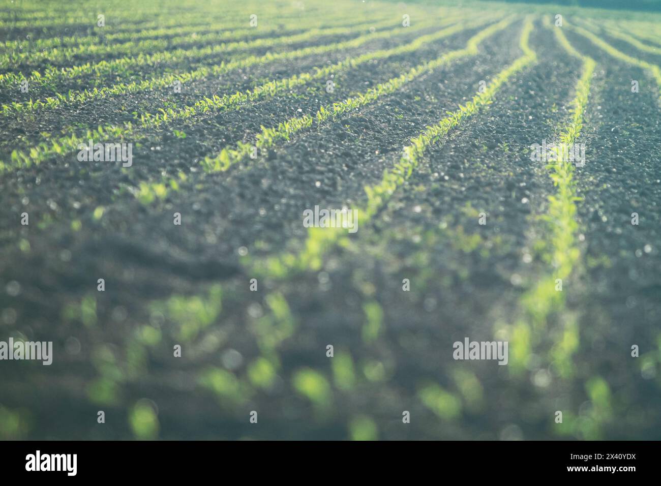 Landwirtschaftliches Feld mit Setzlingen Stockfoto