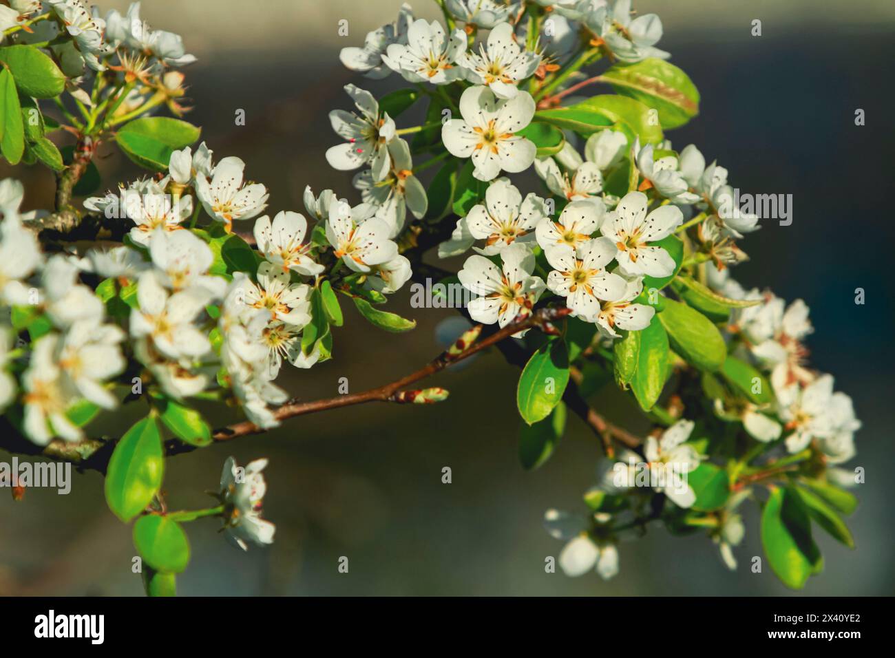 Blühende Birnbaumzweige im Frühjahr Stockfoto