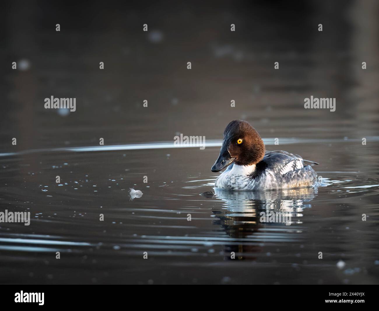 GoldenEye (Bucephala clangula), eine harte Tauchente, sucht Ende März in der Westchester Lagoon von Anchorage Stockfoto