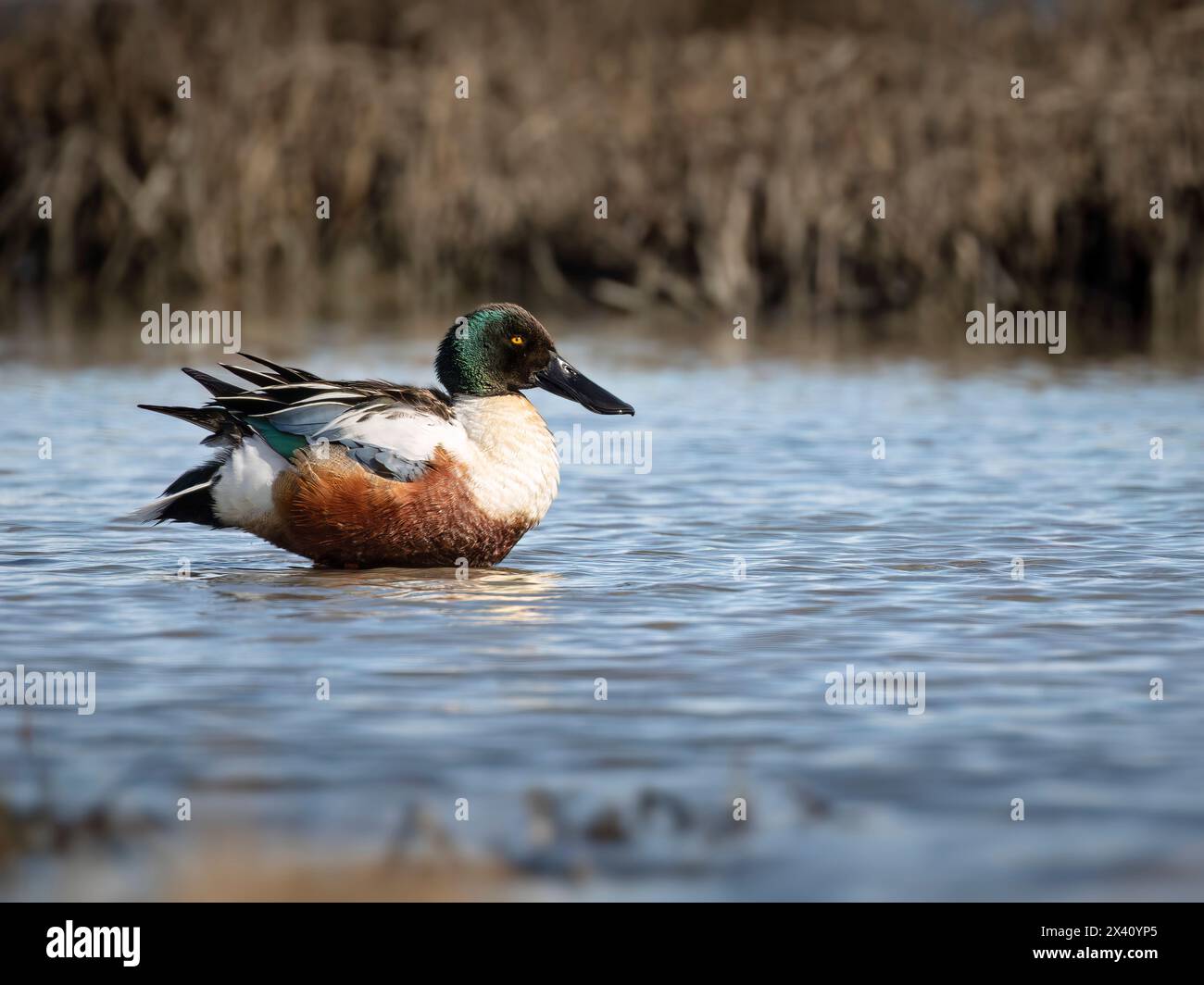 Der Northern Shoveler drake (Spatula clypeata) liegt in einer Susitna Flats Mündung. Das Refugium befindet sich in Süd-Zentral-Alaska und wird von der Alaska D... Stockfoto