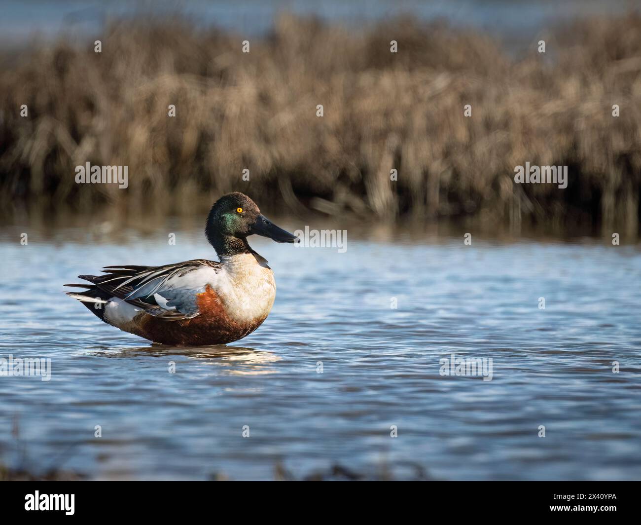 Der Northern Shoveler drake (Spatula clypeata) liegt in einer Susitna Flats Mündung. Das Refugium befindet sich in Süd-Zentral-Alaska und wird von der Alaska D... Stockfoto