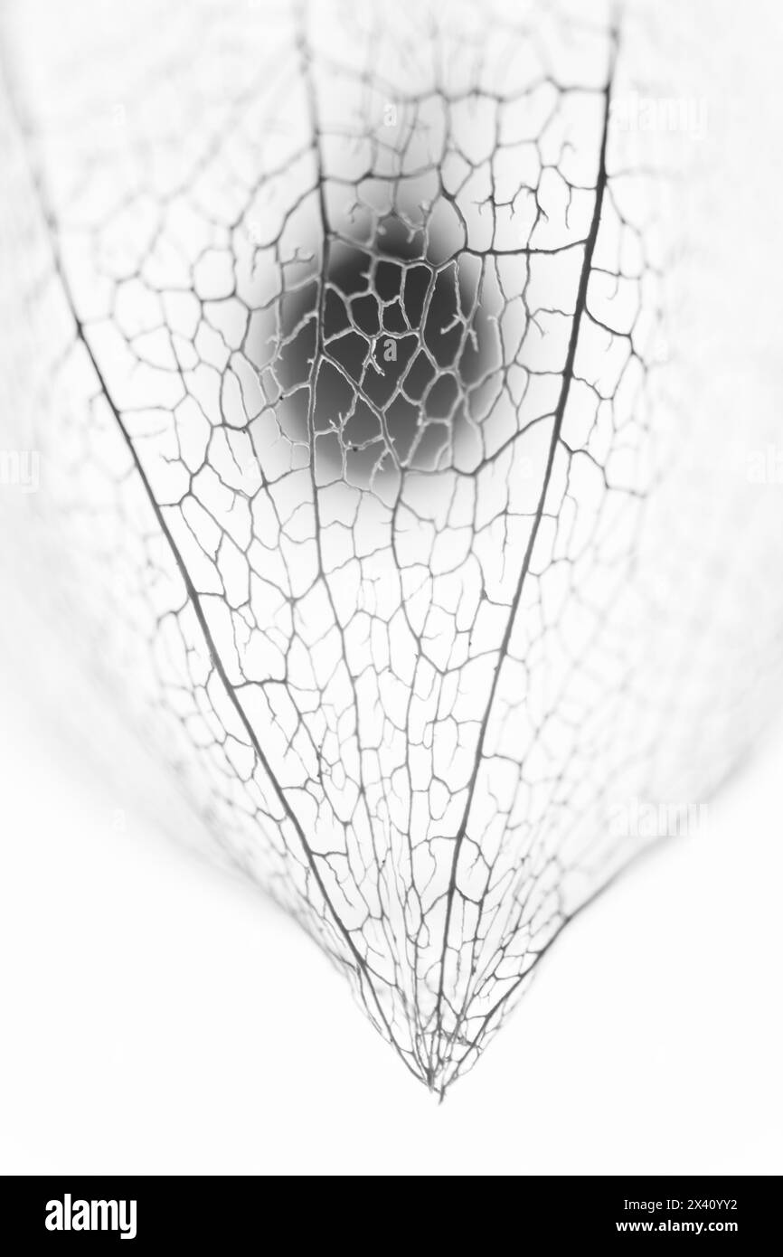 Detail des Samens von chinesischer Laternenpflanze (Physalis Alkekengi) vor weißem Hintergrund; Studio Stockfoto