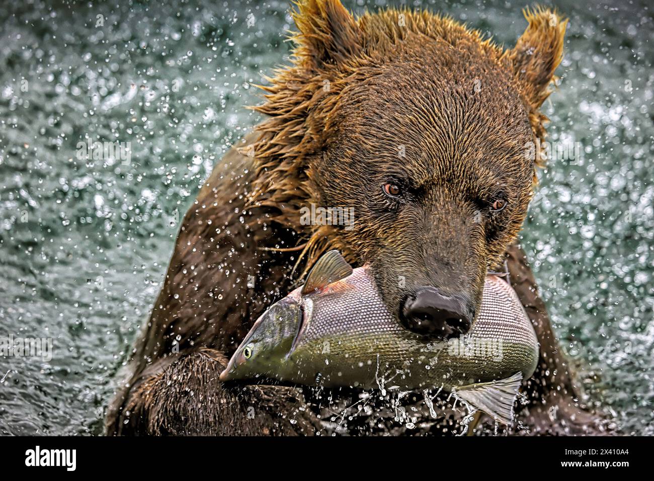Der Braunbär (Ursus arctos), auch Grizzly genannt, schmeckt an Sockeye Lachs, was ein fundamentales Drama in Kamtschatkas noch weitgehend intaktem Öko ist... Stockfoto