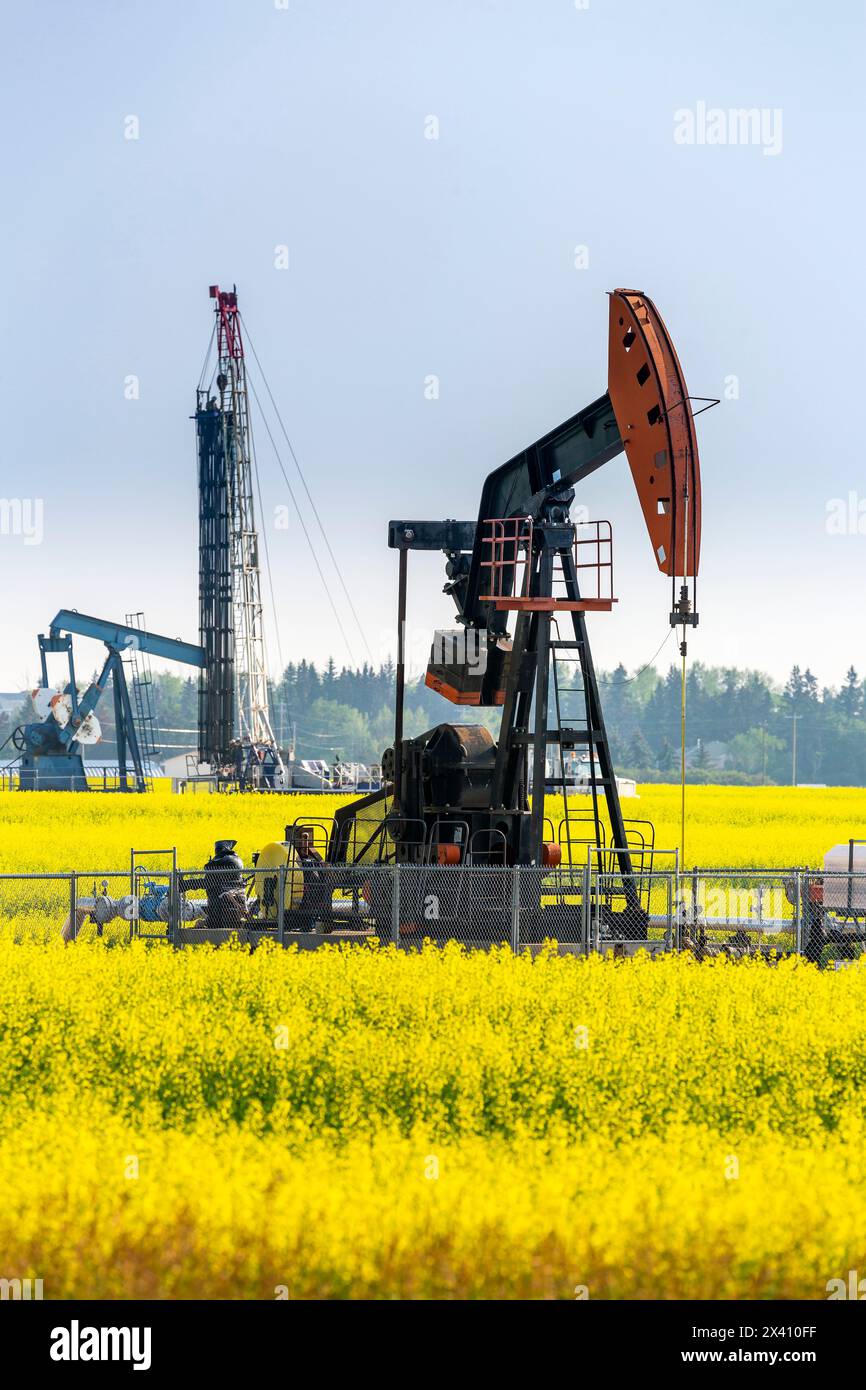 Pumpjack mit einem Bohrgerät im Hintergrund in einem blühenden Rapsfeld, westlich von High River, Alberta, Kanada Stockfoto