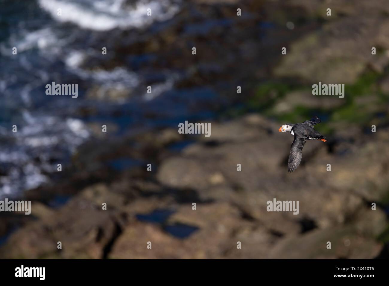 Papageientaucher Fratercula arctica, Erwachsener im Flug, Lunga, Treshnish Isles, Schottland, Großbritannien, April Stockfoto