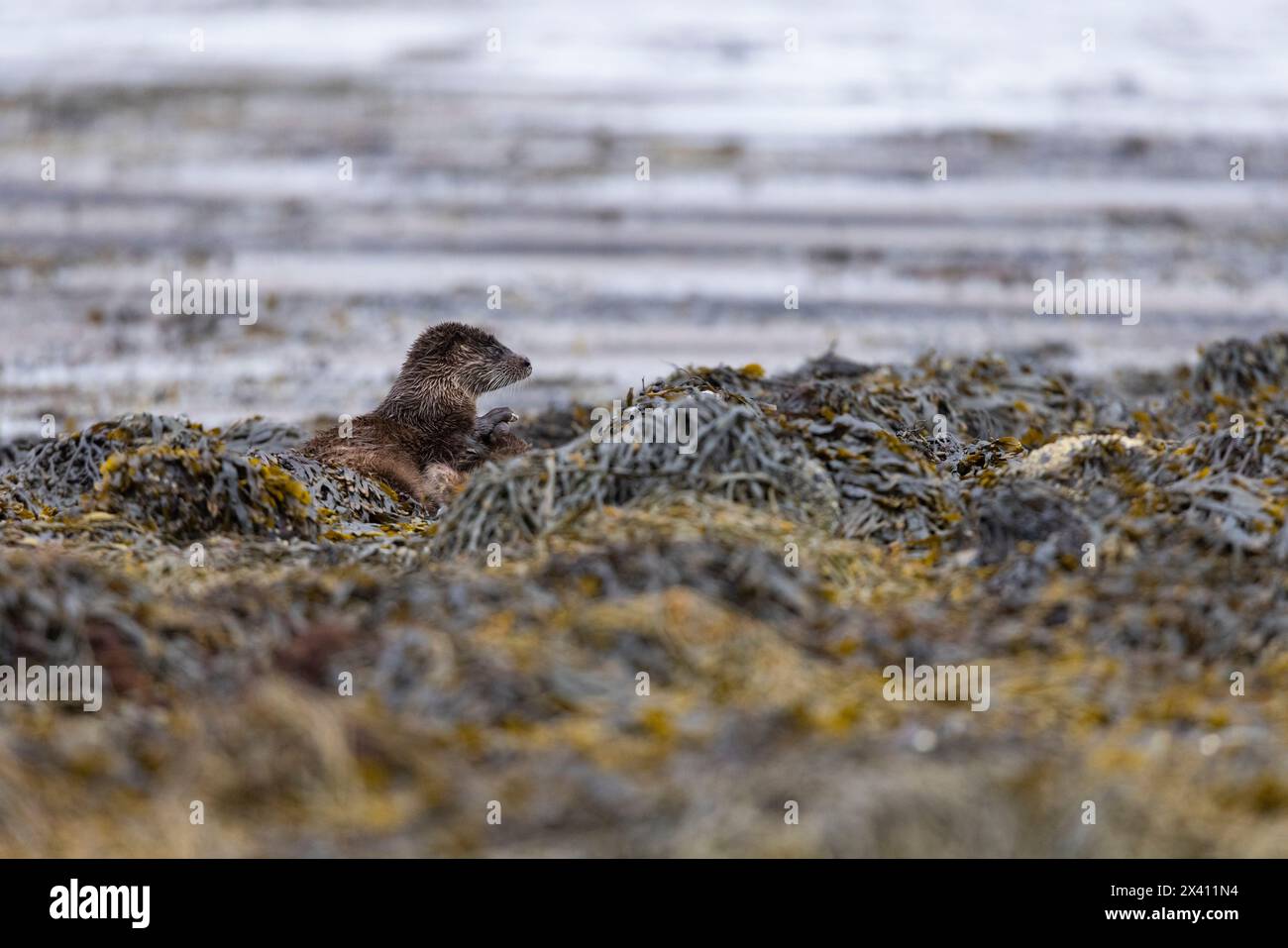 Eurasischer Otter Lutra lutra, Erwachsene Weibchen & Kit on Shoreline, Loch Scridain, Isle of Mull, Schottland, Vereinigtes Königreich, April Stockfoto