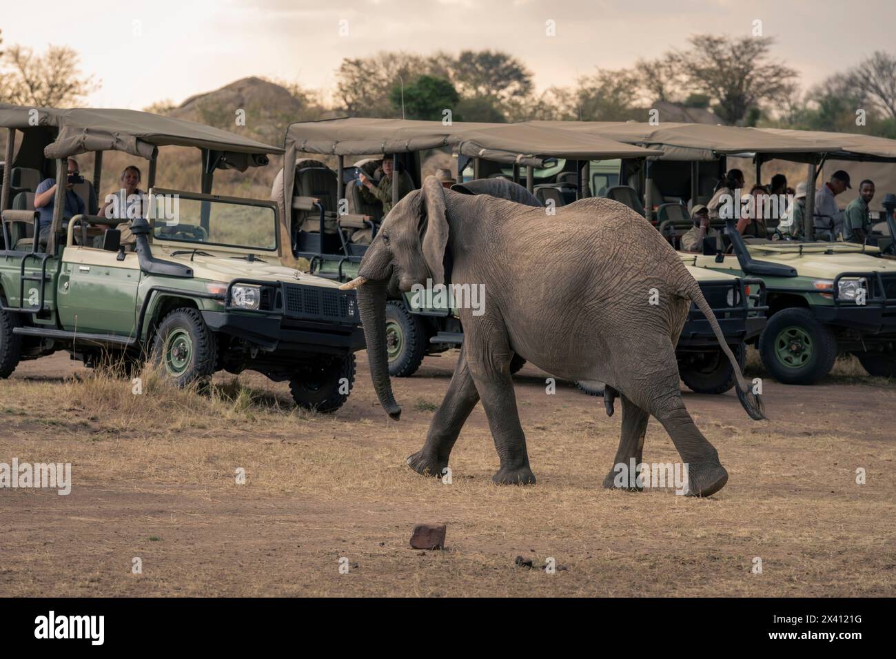 Afrikanischer Buschelefant spaziert an geparkten Jeeps vorbei Stockfoto