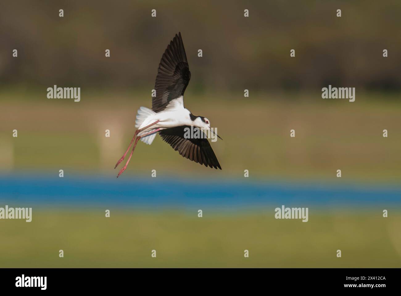 Südlicher Stelzen, Himantopus melanurus im Flug, Provinz La Pampa, Patagonien, Argentinien Stockfoto