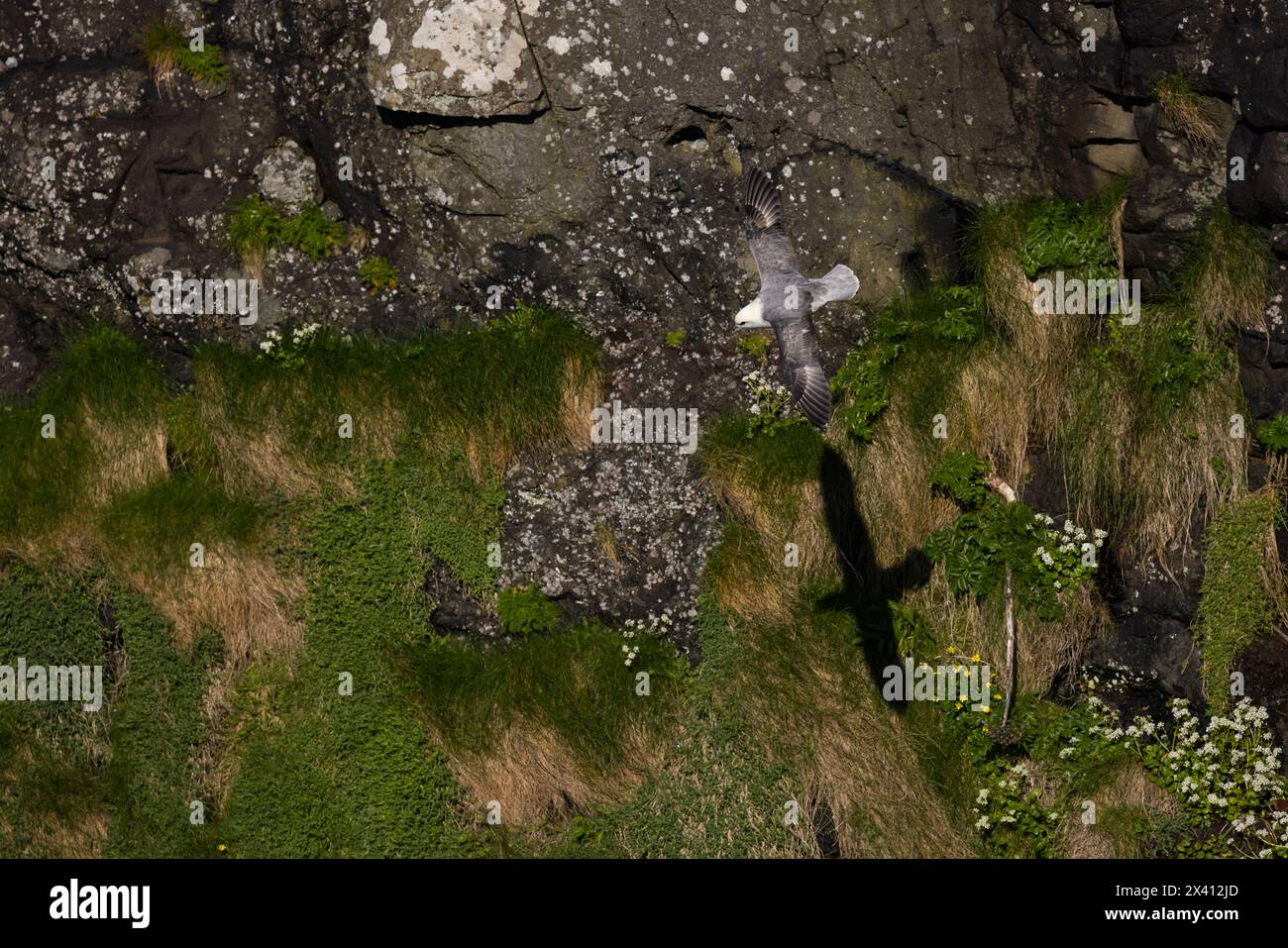 Fulmarus glazialis im Norden, Erwachsener im Flug, Lunga, Treshnish Isles, Schottland, Großbritannien, April Stockfoto