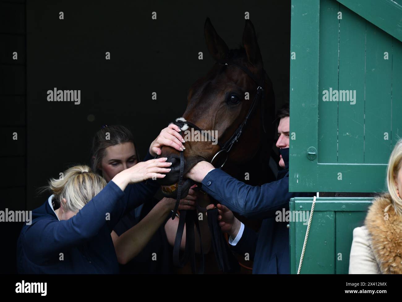 Zungenband des Rennpferdes Stockfoto