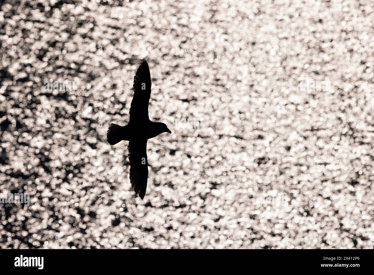 Fulmarus glazialis, Erwachsene mit Hintergrundbeleuchtung im Flug, Lunga, Treshnish Isles, Schottland, Vereinigtes Königreich, April Stockfoto