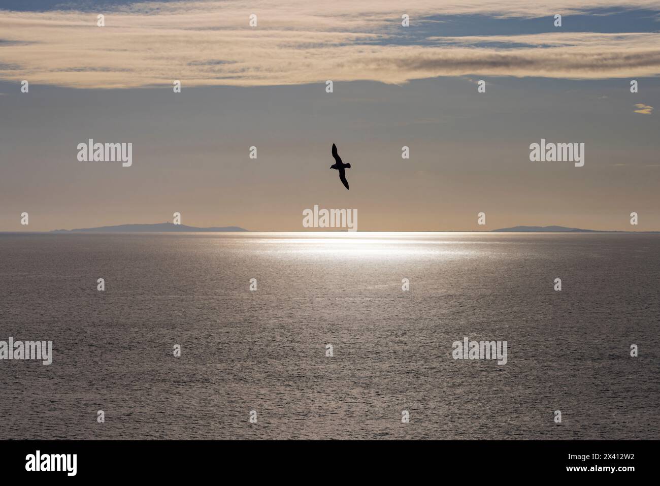 Fulmarus glazialis, Erwachsene mit Hintergrundbeleuchtung im Flug, Lunga, Treshnish Isles, Schottland, Vereinigtes Königreich, April Stockfoto