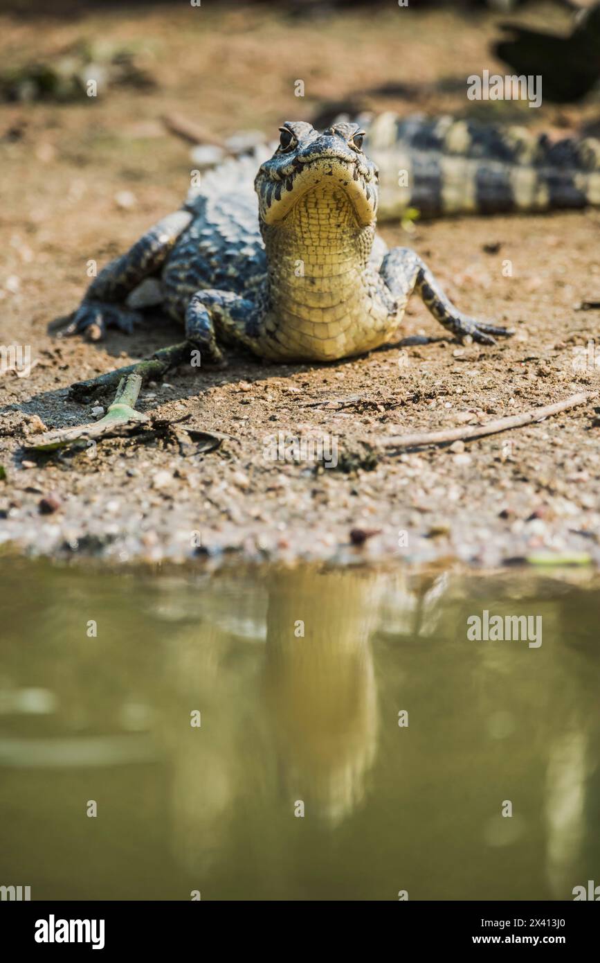 Breiter Kaiman (Caiman latirostris) Baby, Pantanal, Mato Grosso, Brasilien. Stockfoto