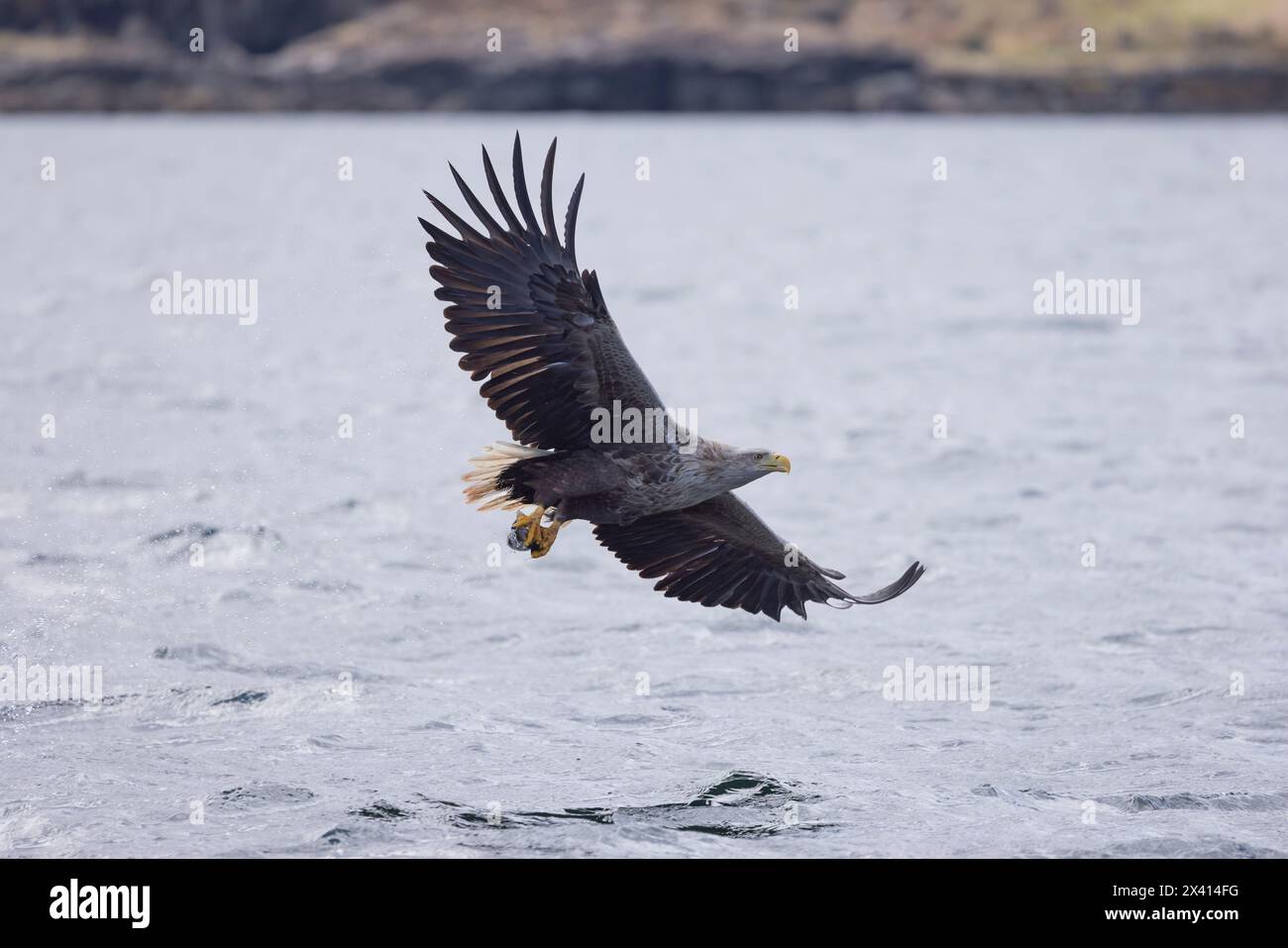 Seeadler Haliaeetus albicilla, Erwachsener mit Beute im Flug, Loch na Keal, Isle of Mull, Schottland, Vereinigtes Königreich, April Stockfoto