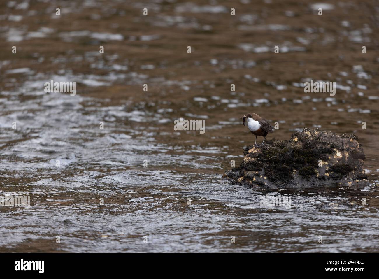 Weißkehlenlöffel Cinclus cinclus, Erwachsene mit Nahrung, Glen Aros, Isle of Mull, Schottland, Großbritannien, April Stockfoto