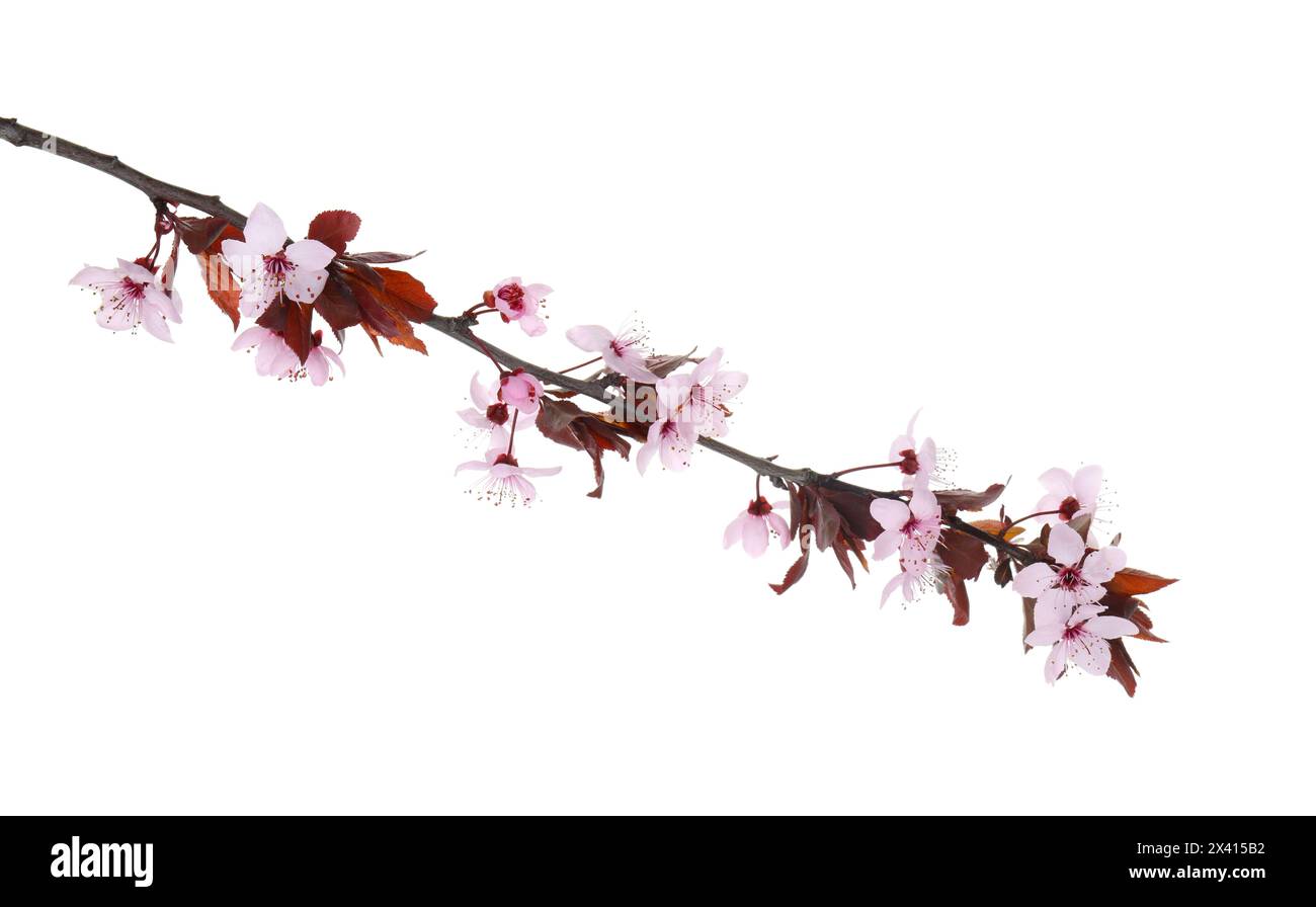 Frühlingsbaumzweig mit schönen Blüten isoliert auf weiß Stockfoto