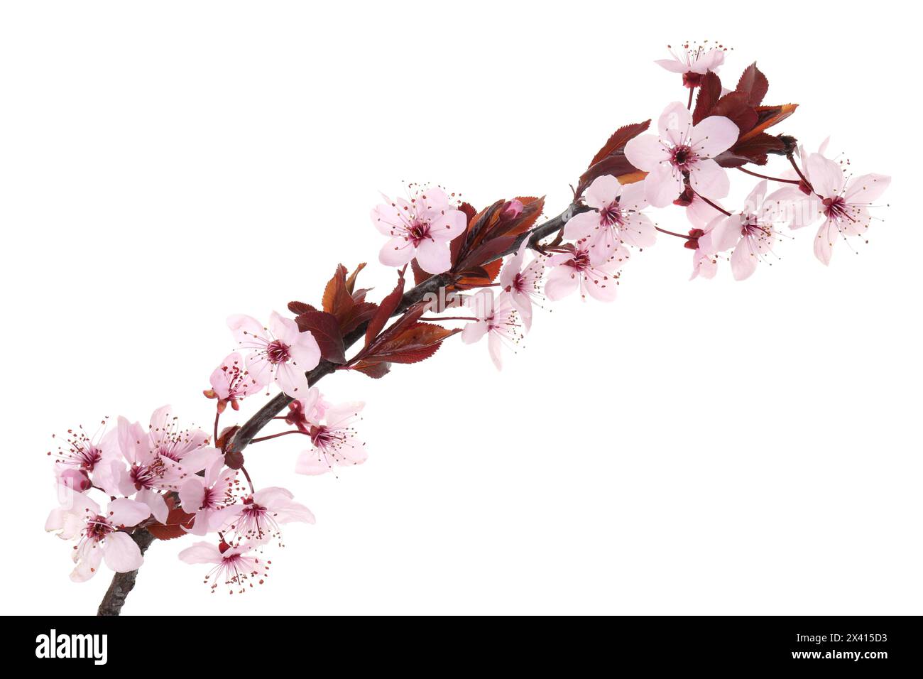 Frühlingsbaumzweig mit schönen Blüten isoliert auf weiß Stockfoto