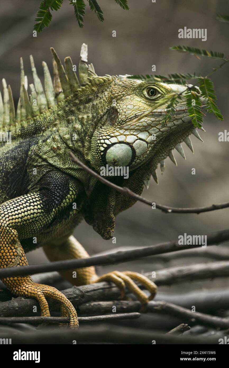 Leguan Stockfoto