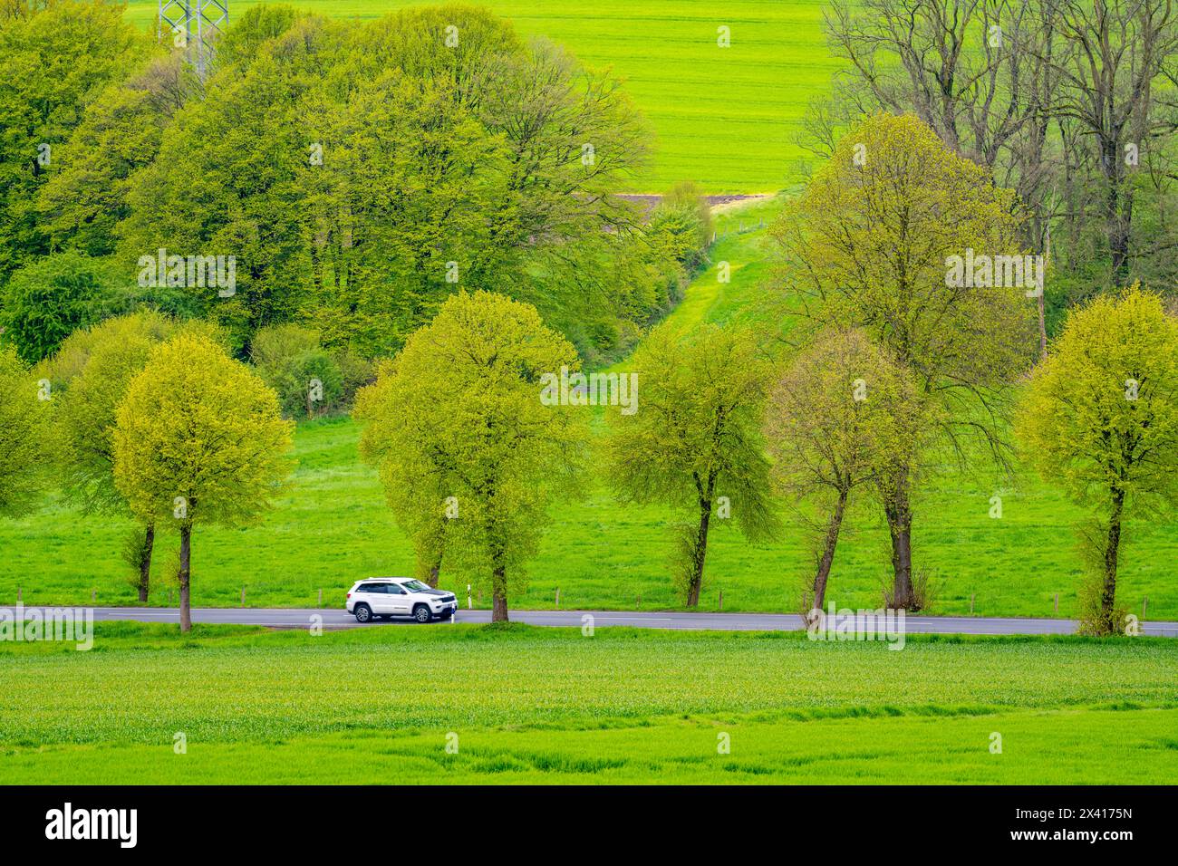 Auto auf einer Landstraße, grüne Felder, Wiesen, Bäume säumen die zweispurige Straße, Frühling, bei Schwelm, NRW, Deutschland, Stockfoto