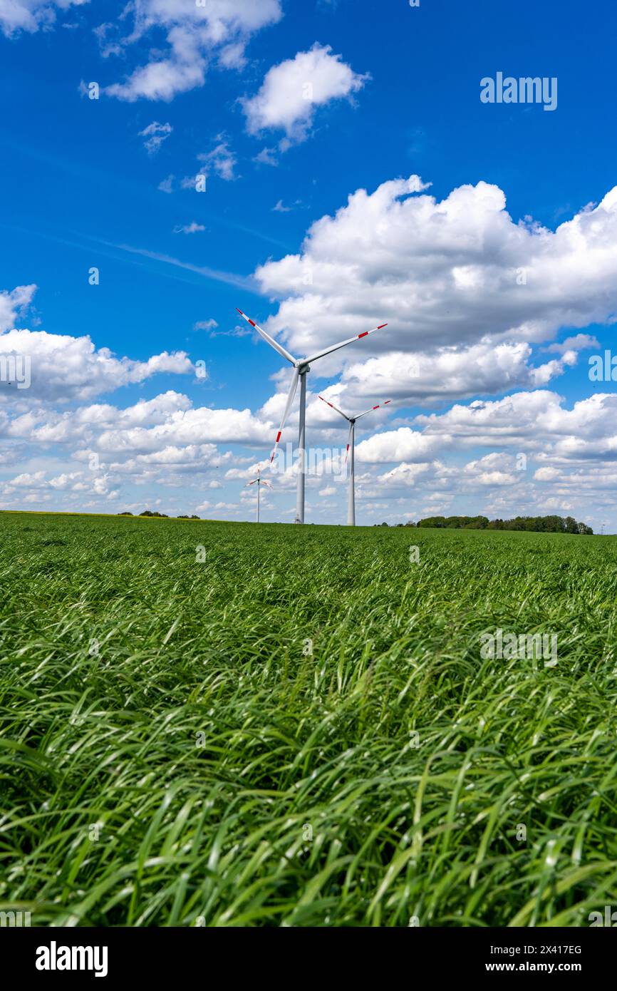Windpark, Windkraftanlage, Windräder des Herstellers Enercon, blauer Himmel mit vielen weißen Wolken, zwischen Schermbeck und Dorsten, Landstraße, B Stockfoto