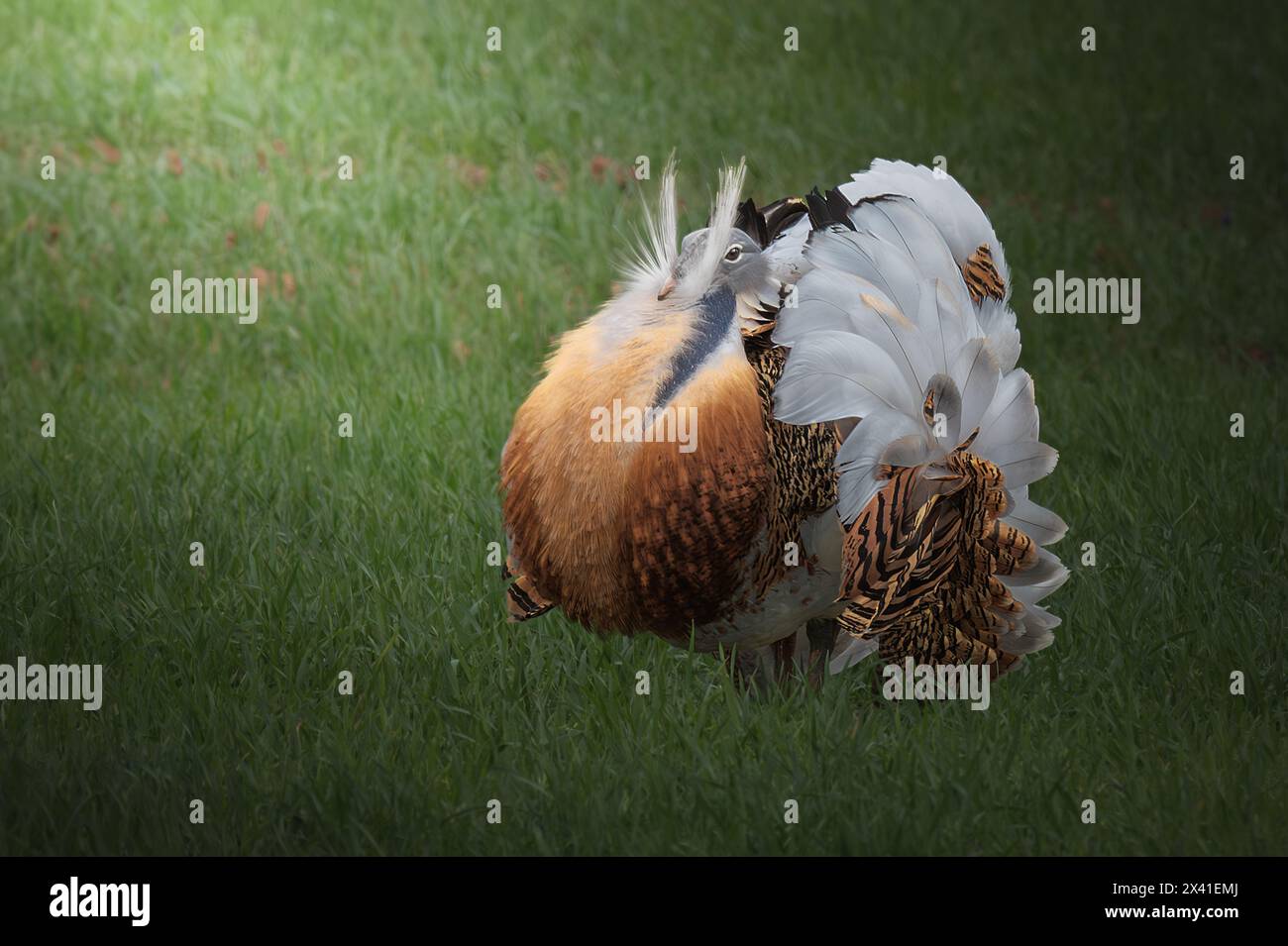Tolle Trappenvögel Stockfoto