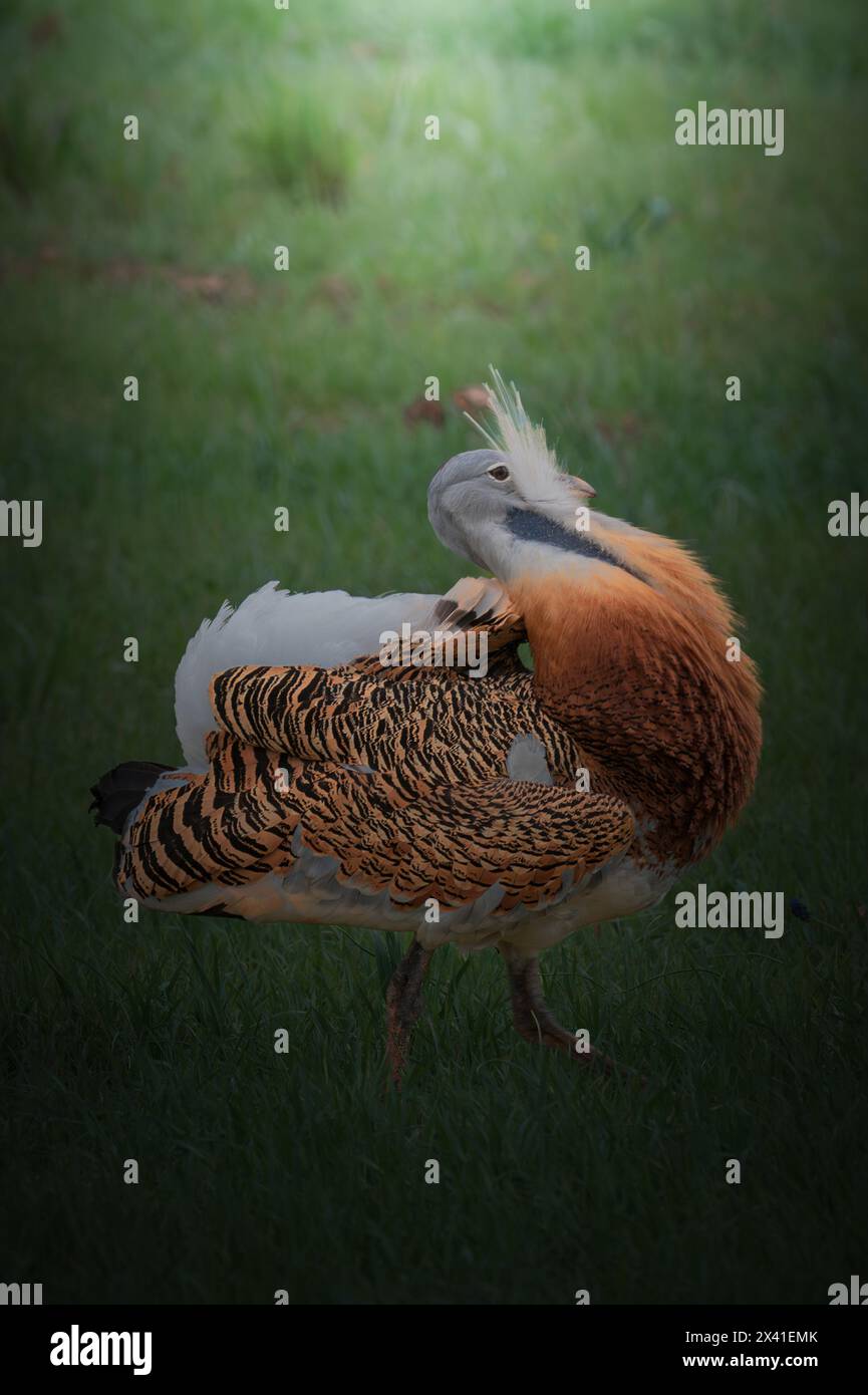 Tolle Trappenvögel Stockfoto