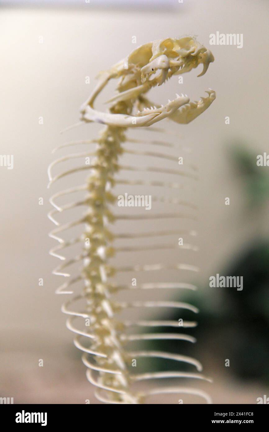 CobraUsa, Floride, Orlando. SKELETTE: Museum für Osteologie Stockfoto