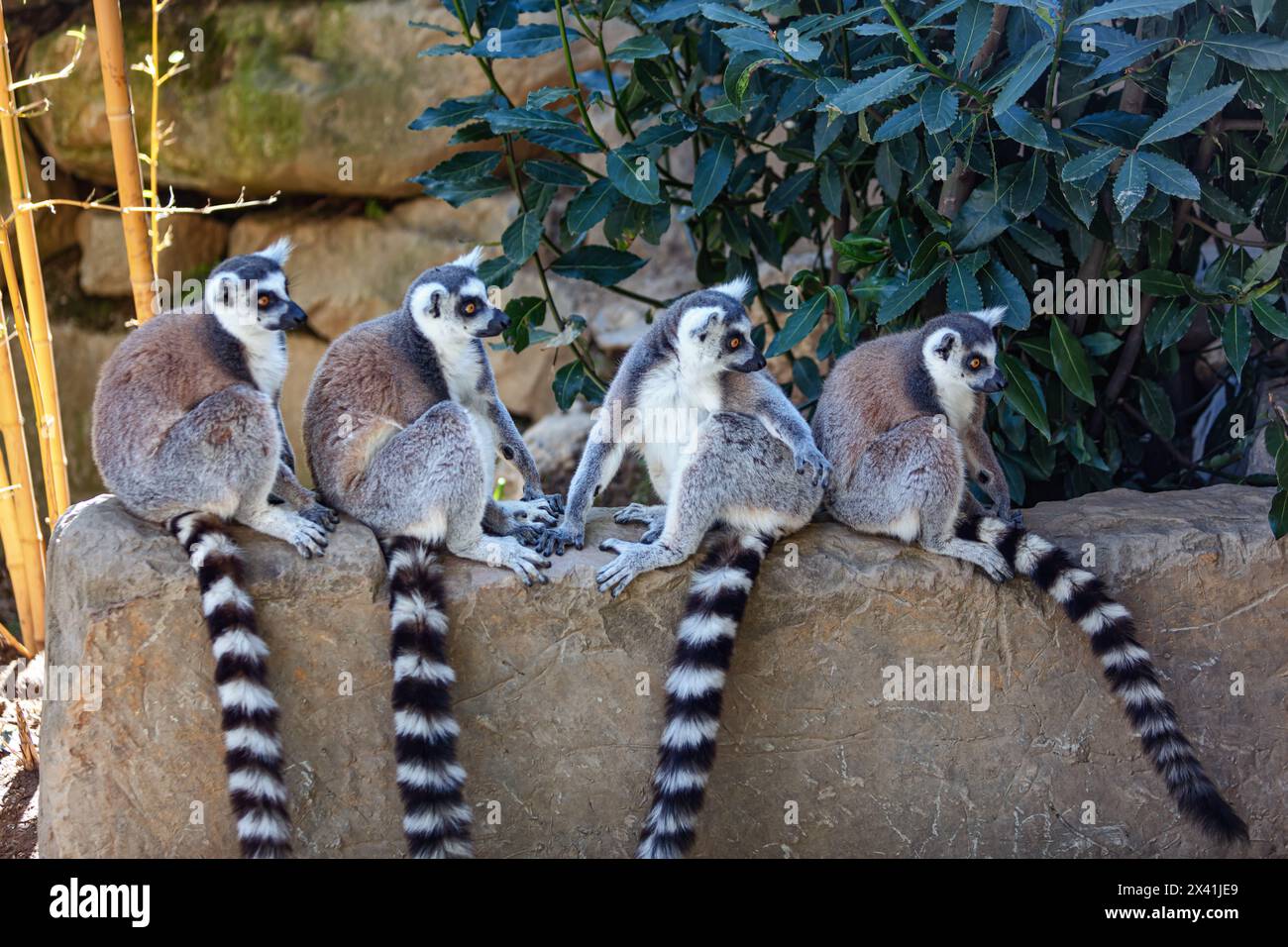 Vier Lemuren auf einer Steinmauer Stockfoto