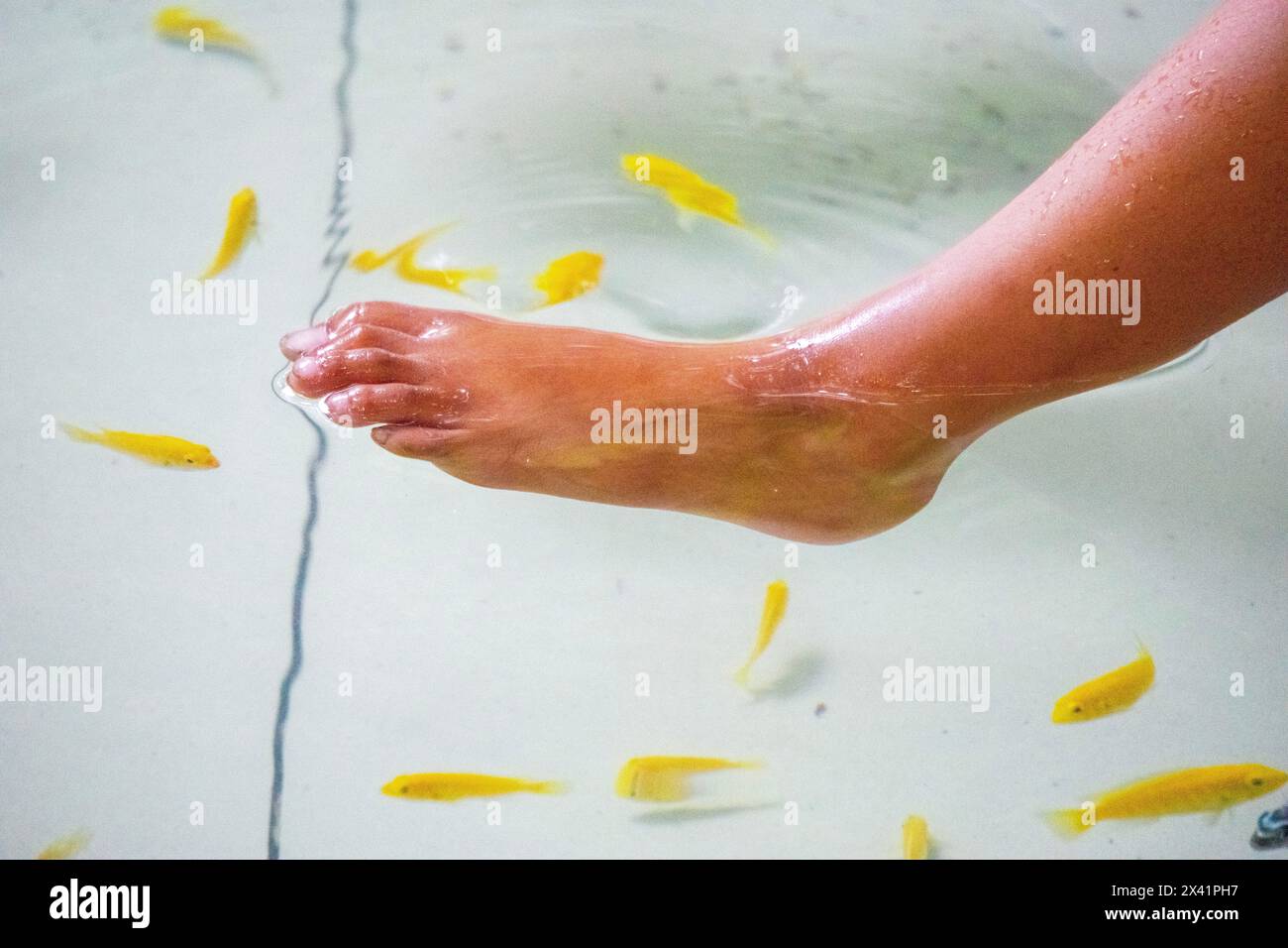 Fischediküre, auch bekannt als Garra rufa Therapy. Dieser Fisch isst tote Hautzellen. Stockfoto