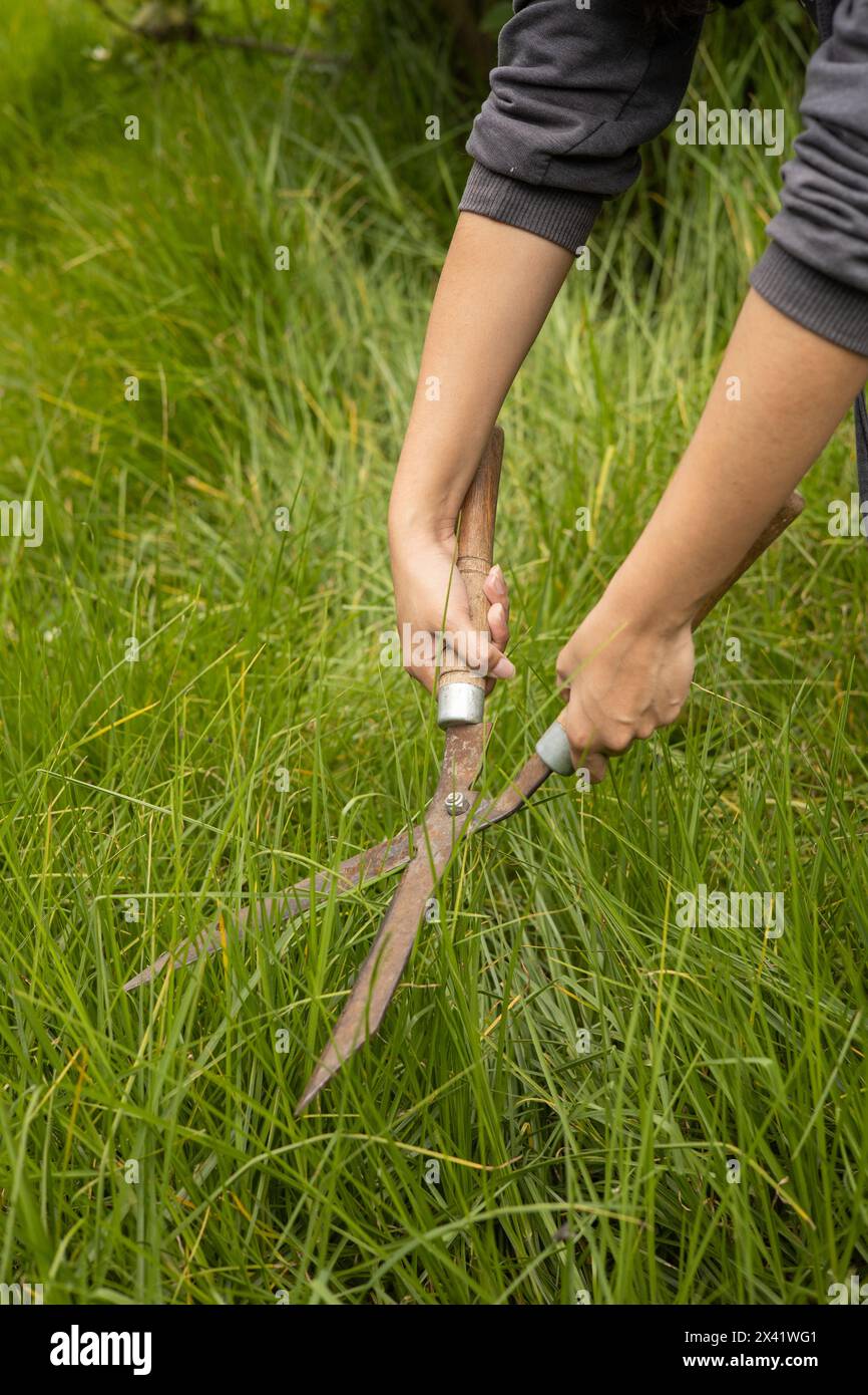 Verwenden von Gartenscheren zum Grasschneiden, Gartenpflege, Natur- und Haushaltsarbeiten, Arbeitsgerät Stockfoto