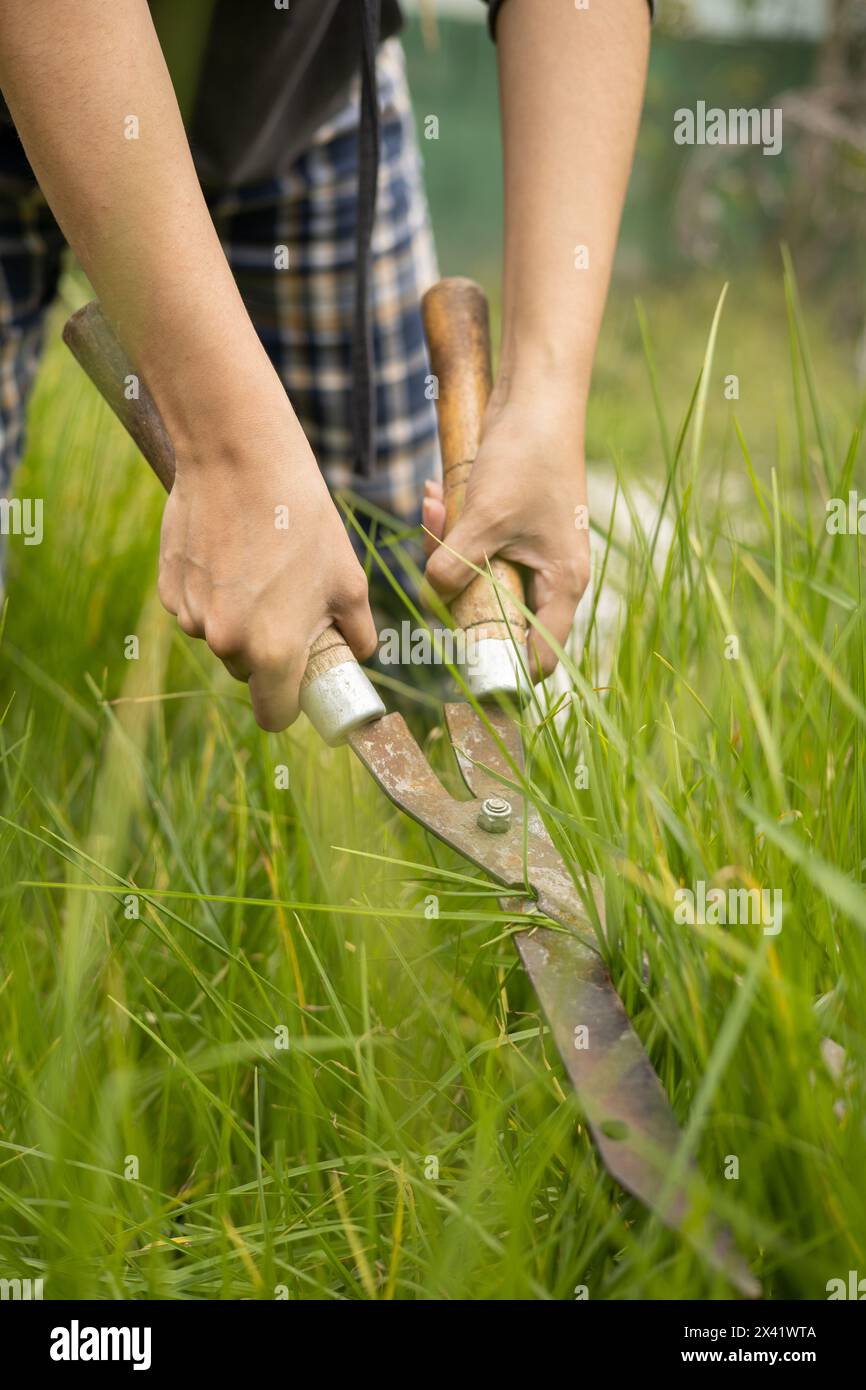 Grasschnitt, Gartenpflege mit Hausarbeiten, Einsatz von Arbeitsgeräten, Umwelt unter natürlichen Bedingungen Stockfoto