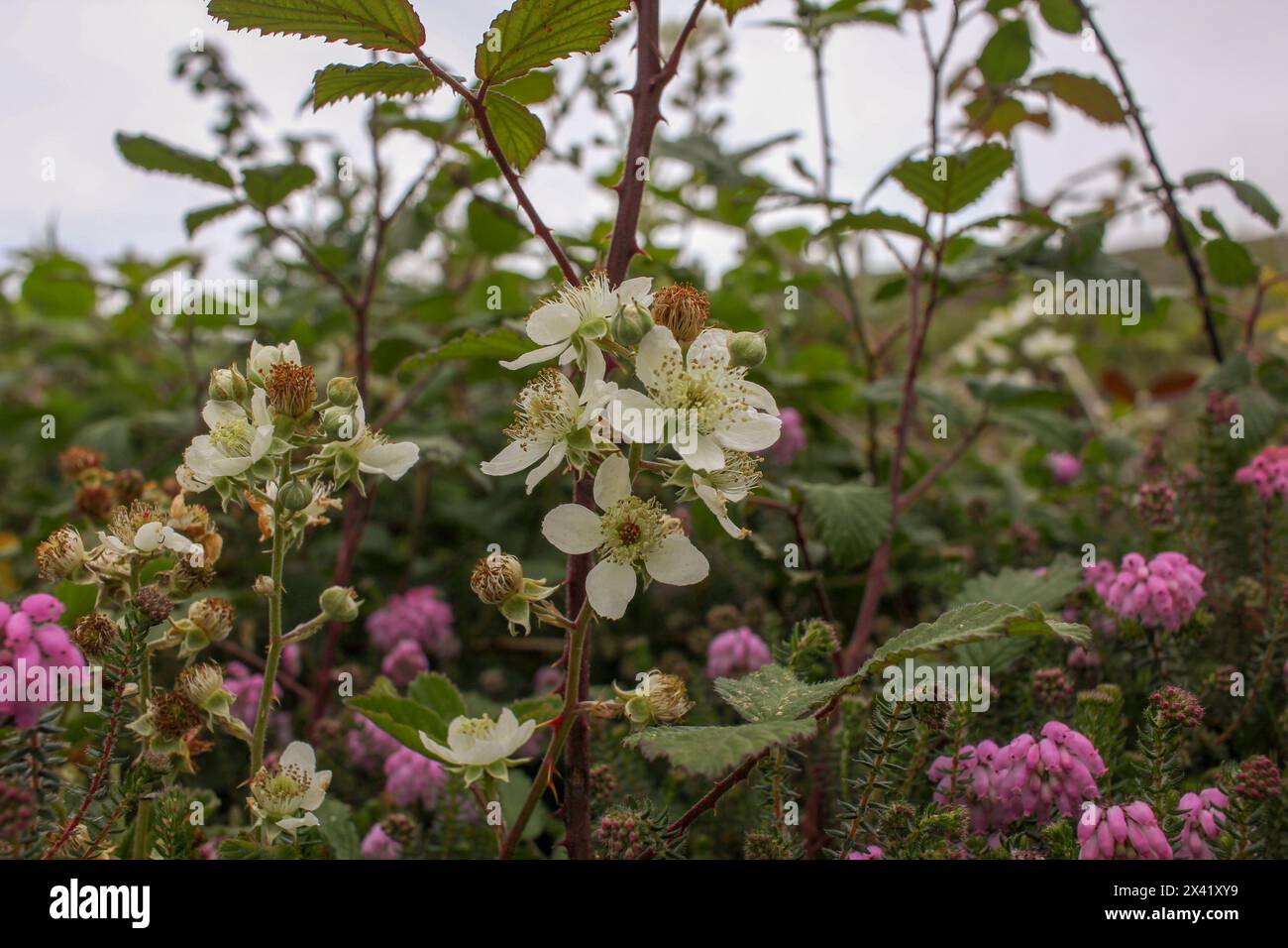 Einige wilde Blumen, die in der Nähe der Küste während des Trekking gefunden wurden Stockfoto