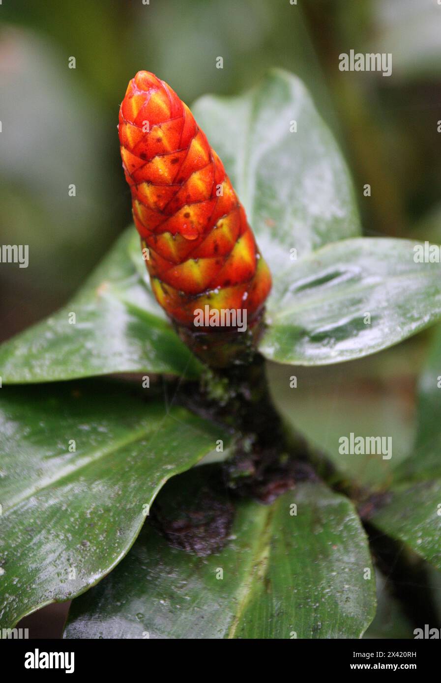 SpiralIngwer, Costus pulverulentus, Costaceae. Costa Rica, Mittelamerika. Stockfoto