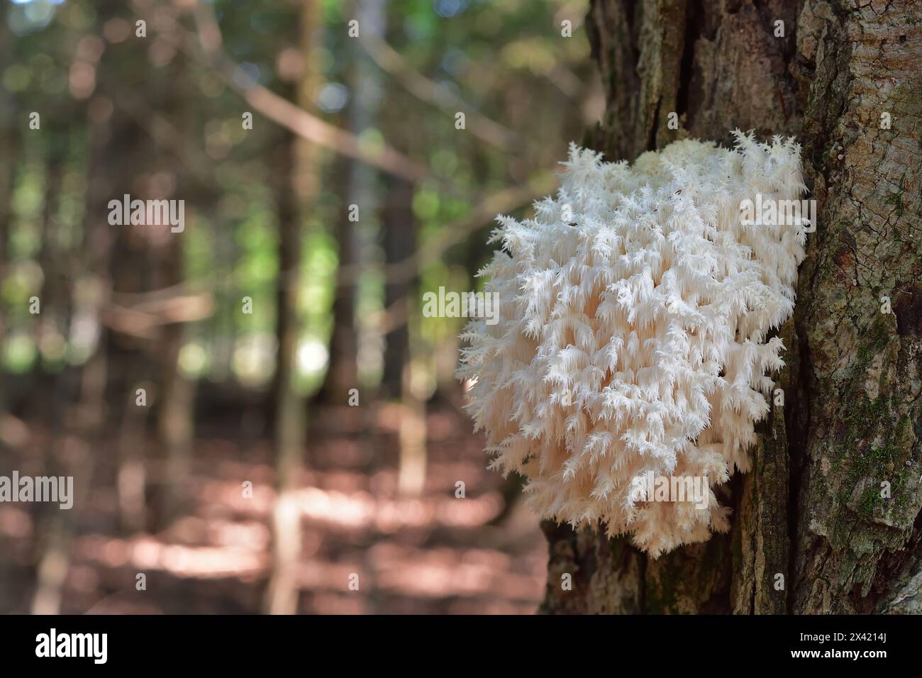 Weißer Pilz auf einem Baumstamm. Saprotrophischer Pilz. Hericium coralloides, allgemein bekannt als Korallenzahnpilz. Stockfoto
