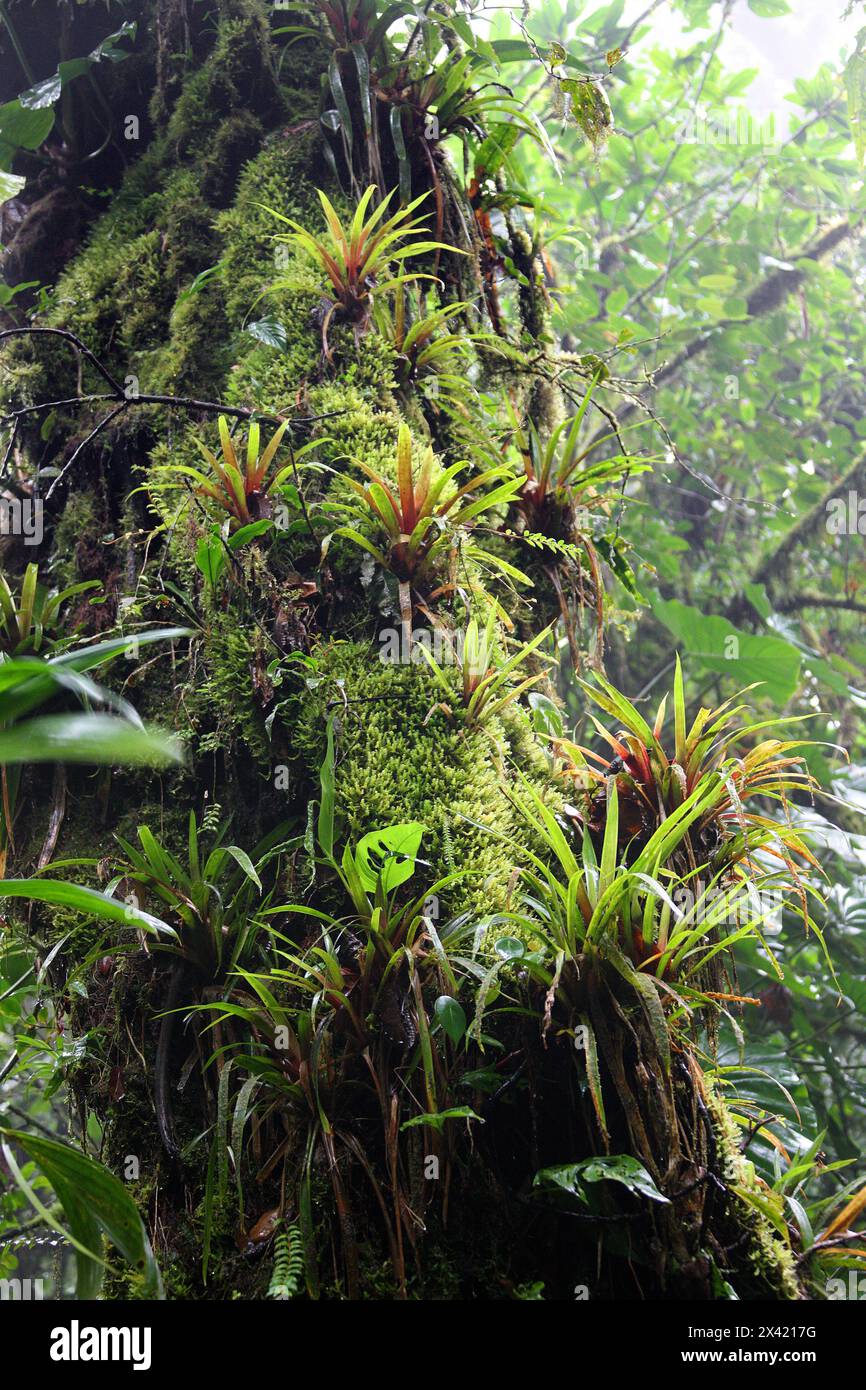 Bromelien und Moose wachsen auf einem Baum. Monteverde Rainforest, Costa Rica, Mittelamerika. Stockfoto
