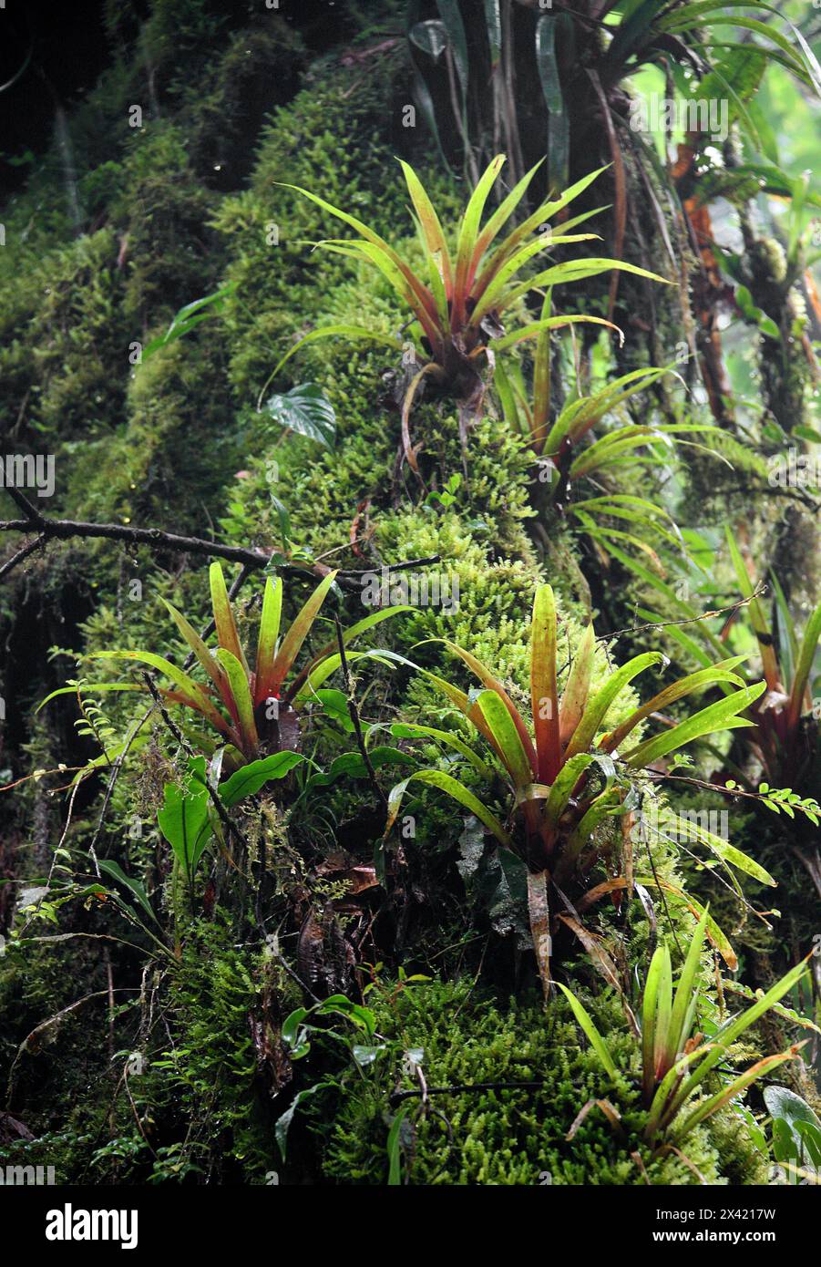 Bromelien und Moose wachsen auf einem Baum. Monteverde Rainforest, Costa Rica, Mittelamerika. Stockfoto