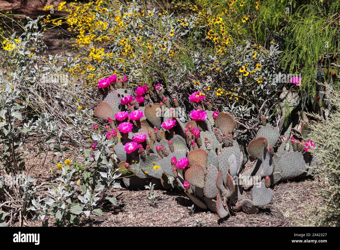 Biberschwanz stachelige Birne und brüchige Bürste in Blüte auf der Riparian Water Ranch in Arizona. Stockfoto