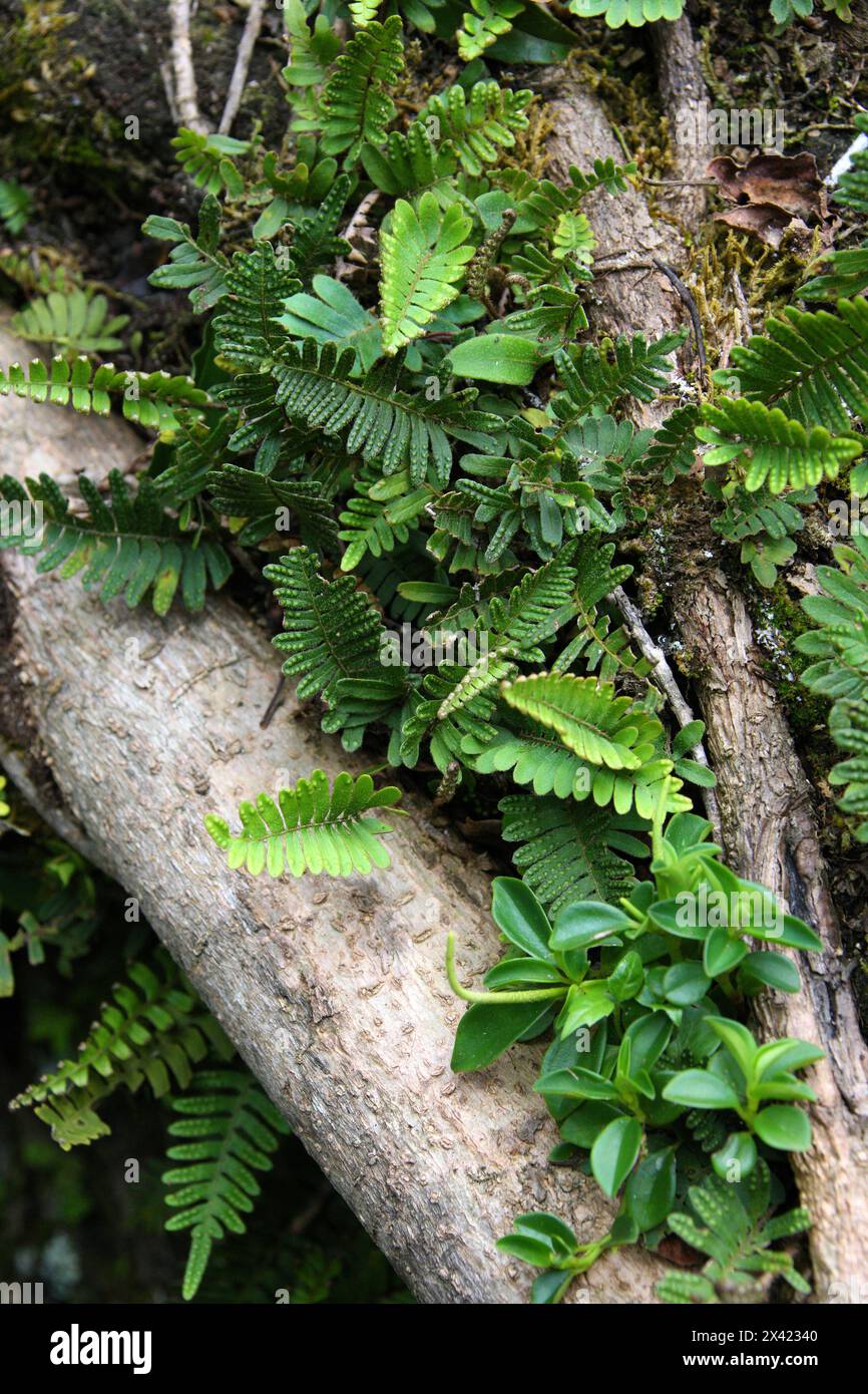Farne im Nebelwald. Monteverde, Costa Rica, Mittelamerika. Die Farne (Polypodiopsida oder Polypodiophyta) sind eine Gruppe von Gefäßpflanzen. Stockfoto