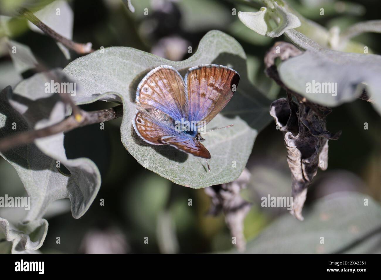 Im Veteran's Oasis Park in Arizona liegen weibliche Marineblau oder Leptotes Marina auf einem Sprödblusblatt. Stockfoto