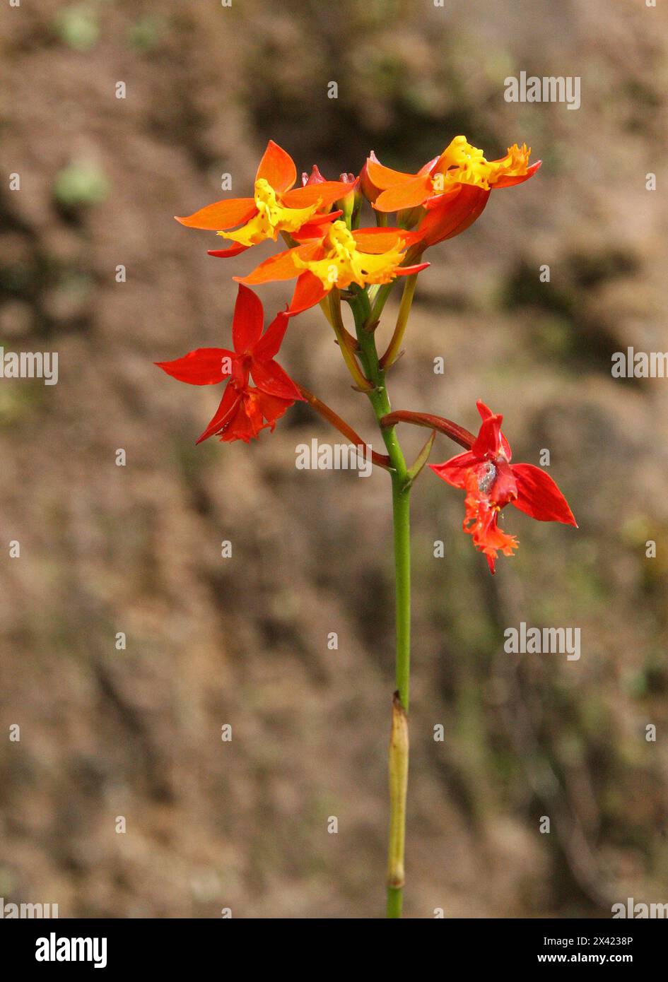 Wilde Orange und gelbe Orchidee, Spanische FlaggenOrchidee, Epidendrum Radicans, Orchidaceae. Monteverde, Costa Rica, Mittelamerika. Stockfoto